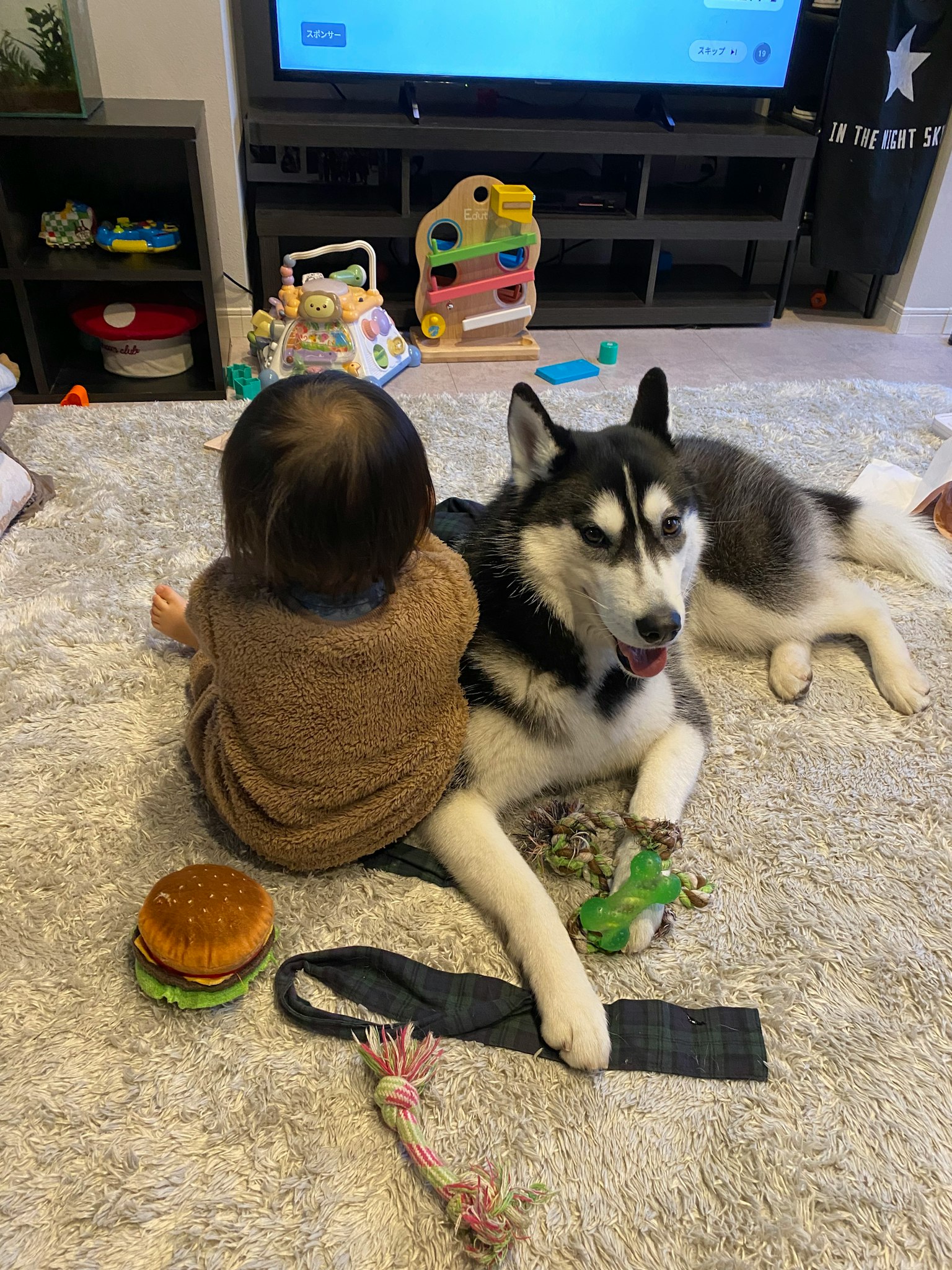 Một đứa trẻ và một con chó husky đang chơi cùng nhau trên thảm trong phòng khách
