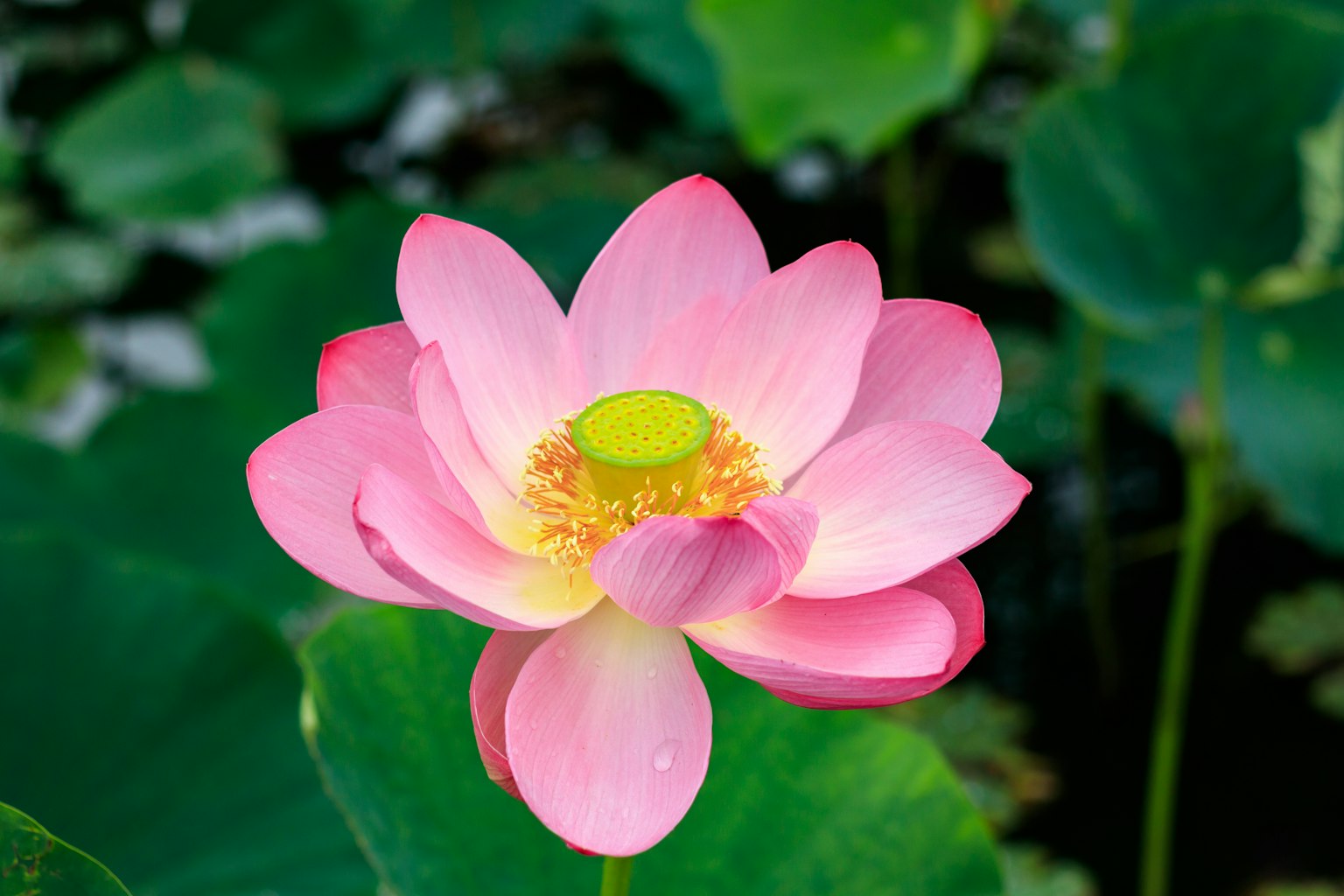 Un bellissimo fiore di loto rosa che fiorisce tra le foglie verdi