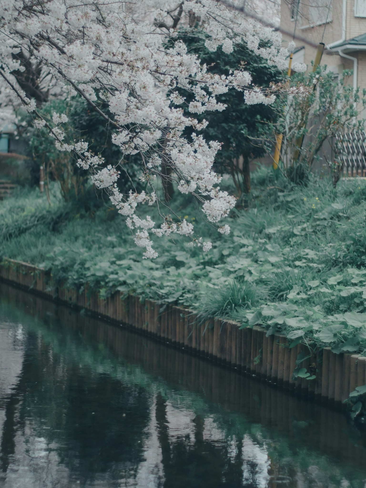 Árbol de cerezo junto a un agua tranquila con vegetación exuberante