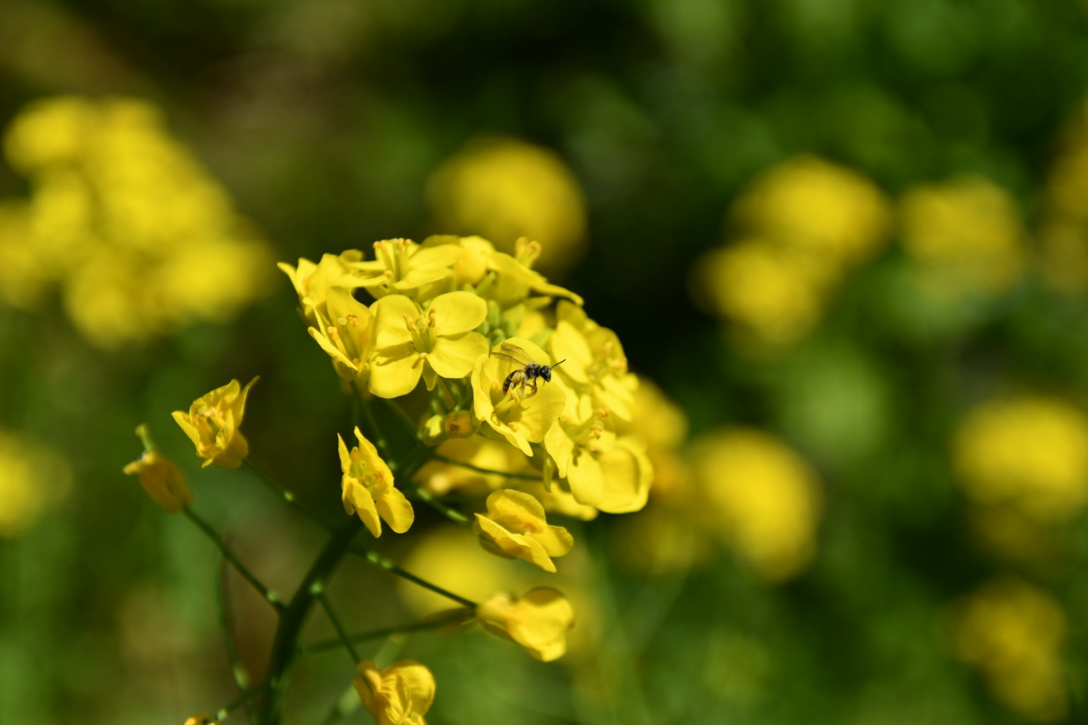 Nahaufnahme von gelben Blumen mit verschwommenem grünem Hintergrund