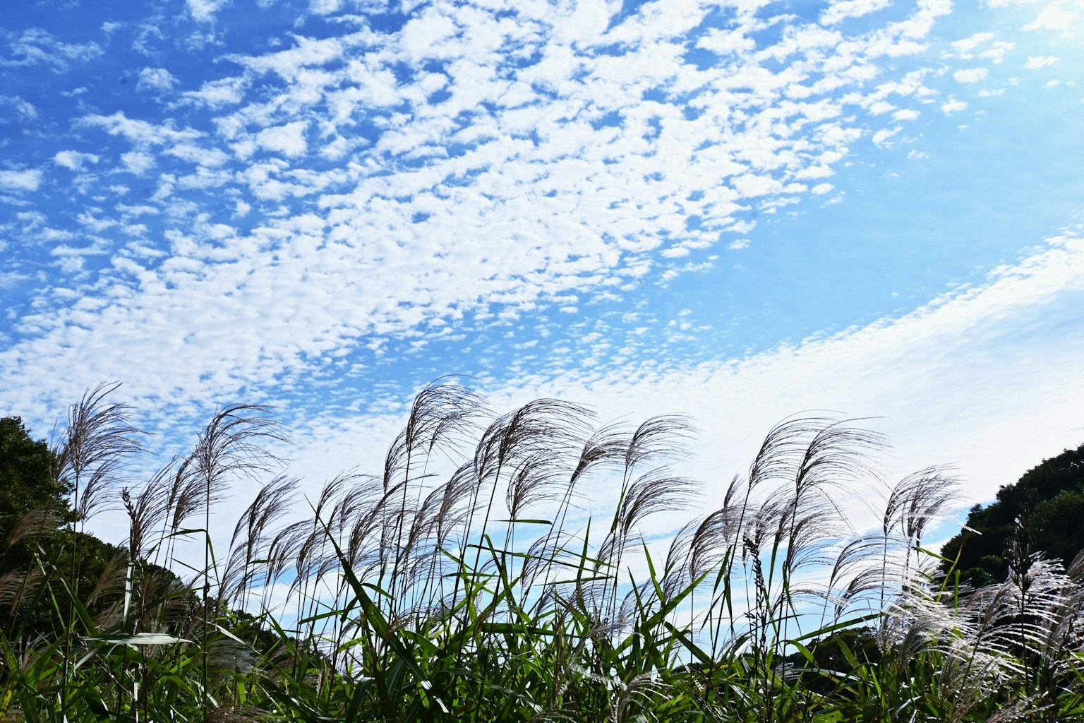 Swaying pampas grass against a backdrop of blue sky and clouds