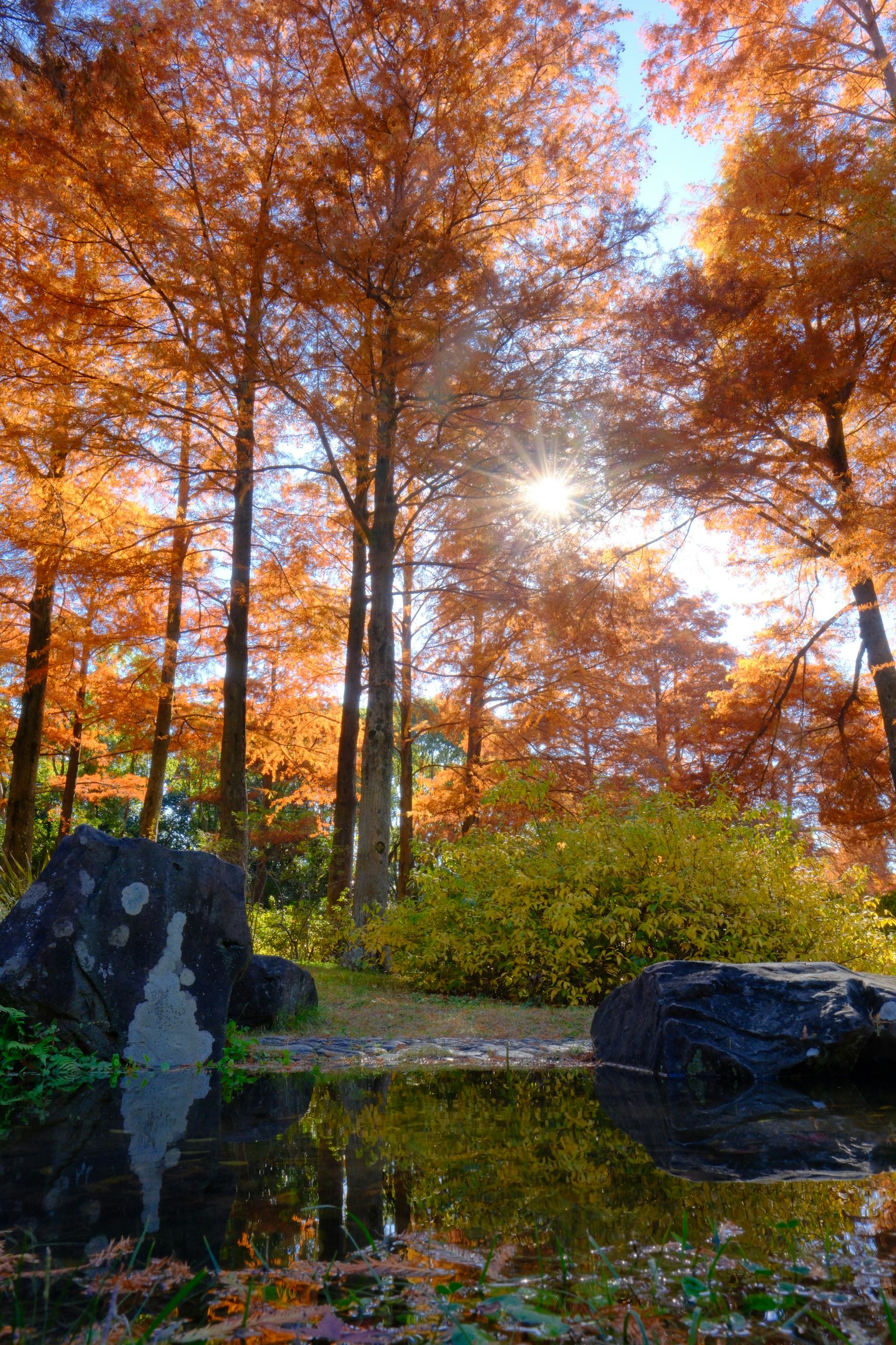 秋の紅葉が美しい公園の風景 水面に映るオレンジ色の木々と岩
