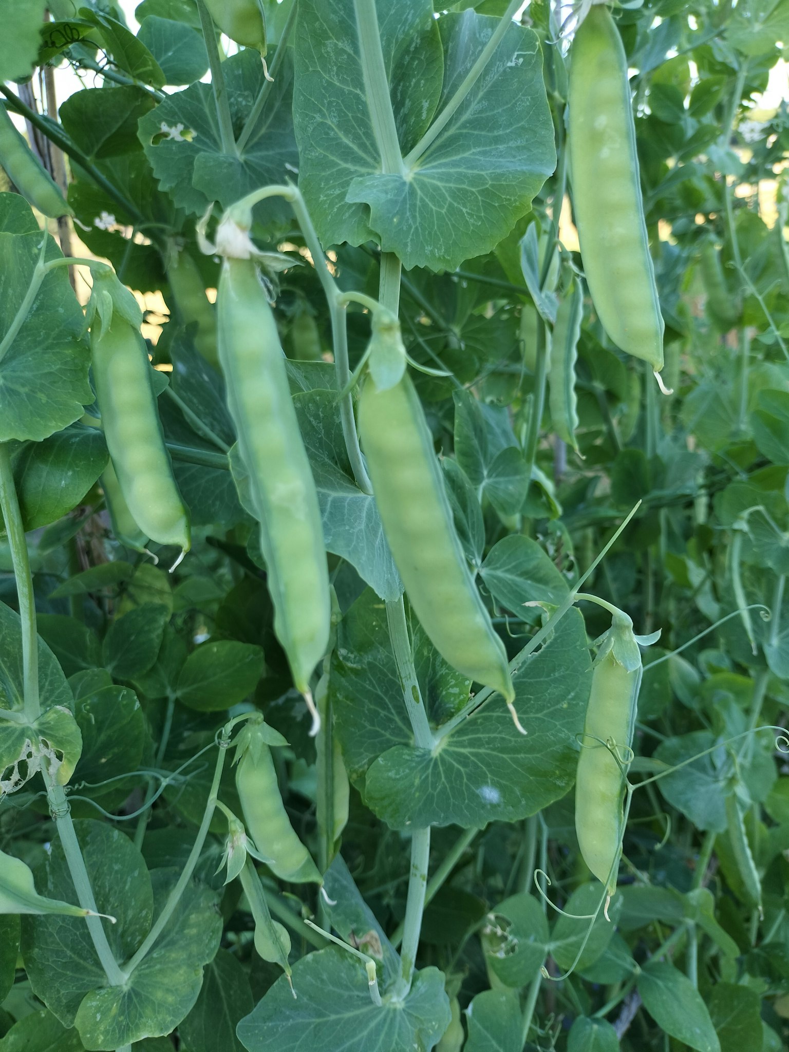 绿色豌豆荚悬挂在藤蔓上