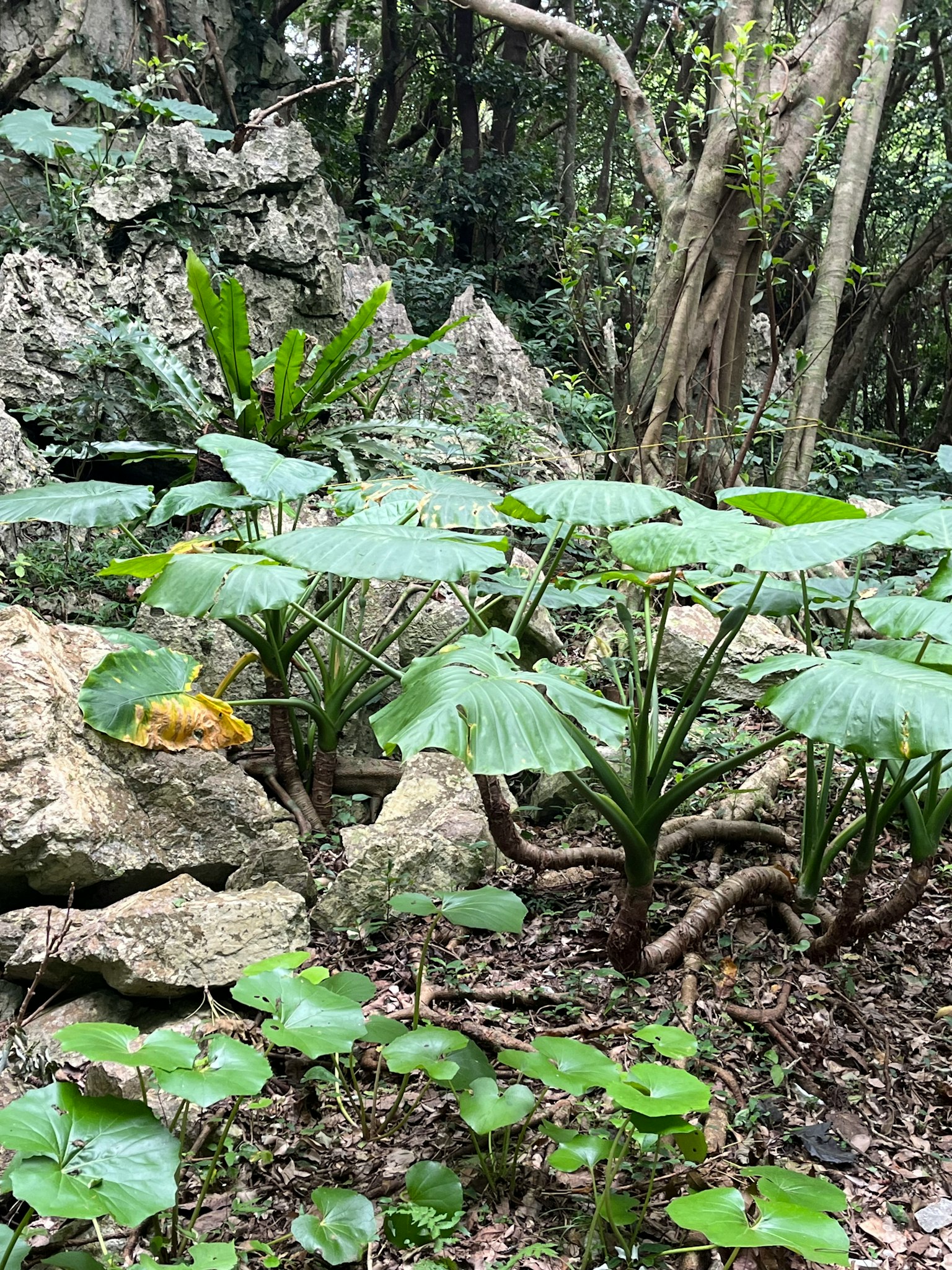 Plantas tropicales exuberantes con grandes hojas y terreno rocoso