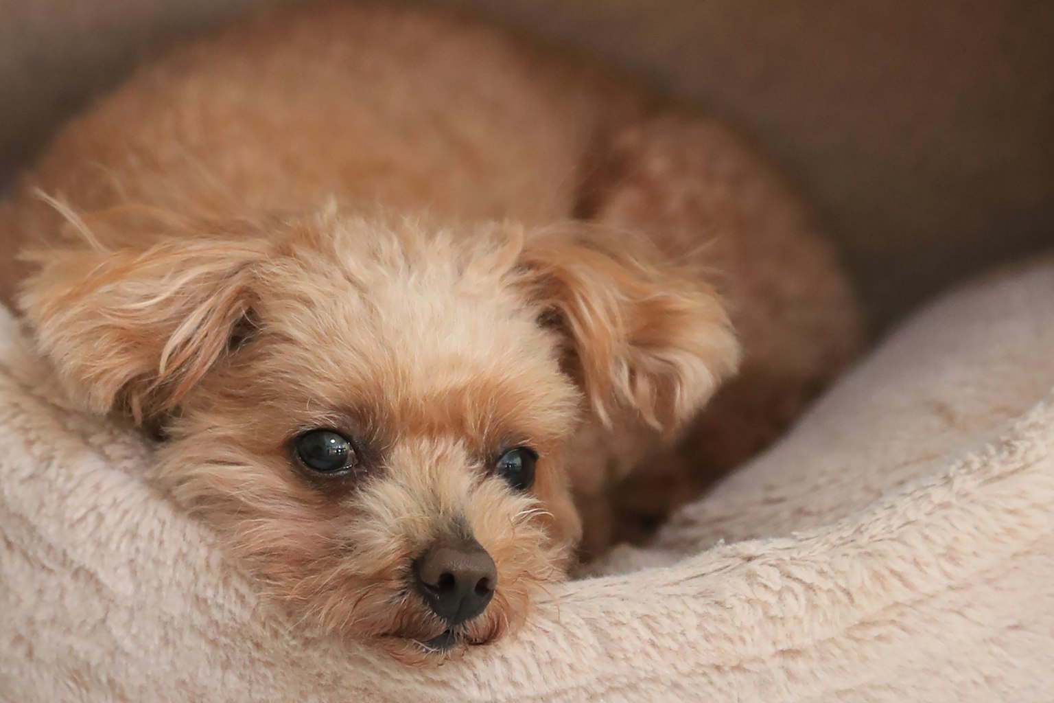 Un perro pequeño relajándose en una cama acogedora