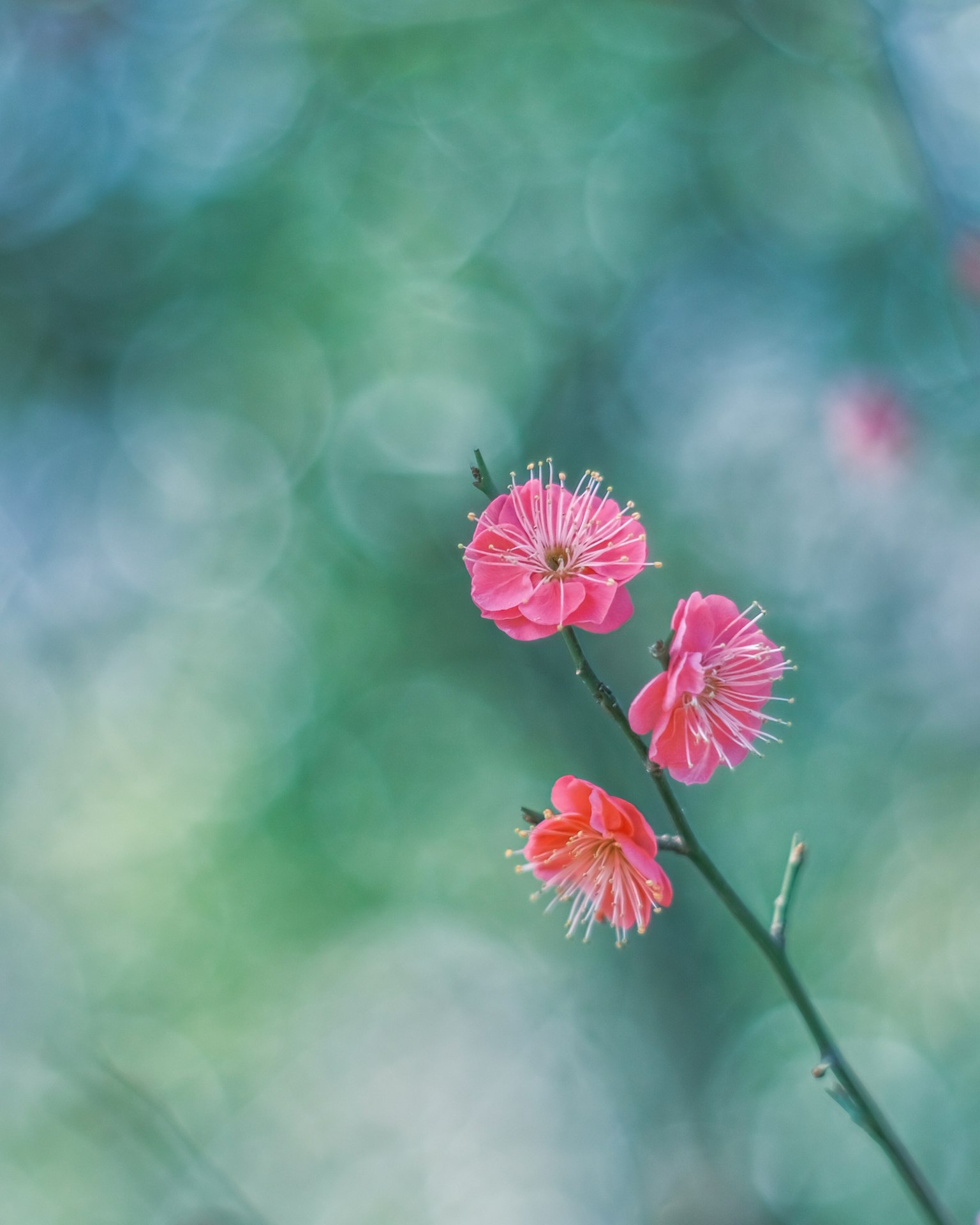 图像展示粉色花朵与柔和绿色背景