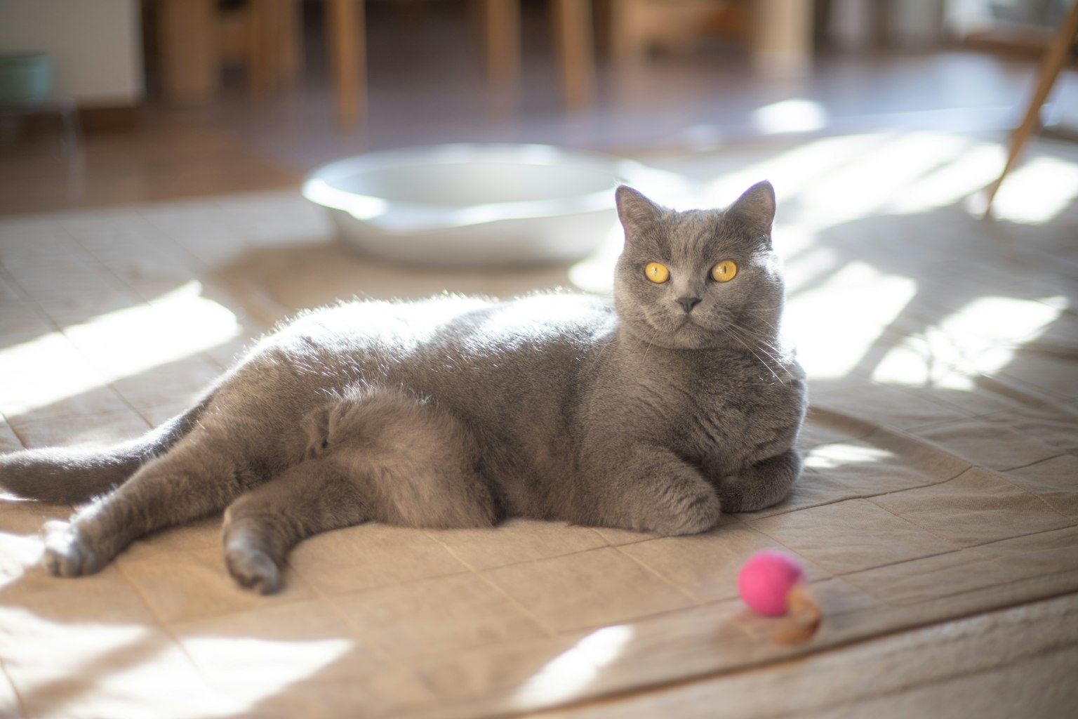 灰色猫在阳光下放松，旁边有个粉色球