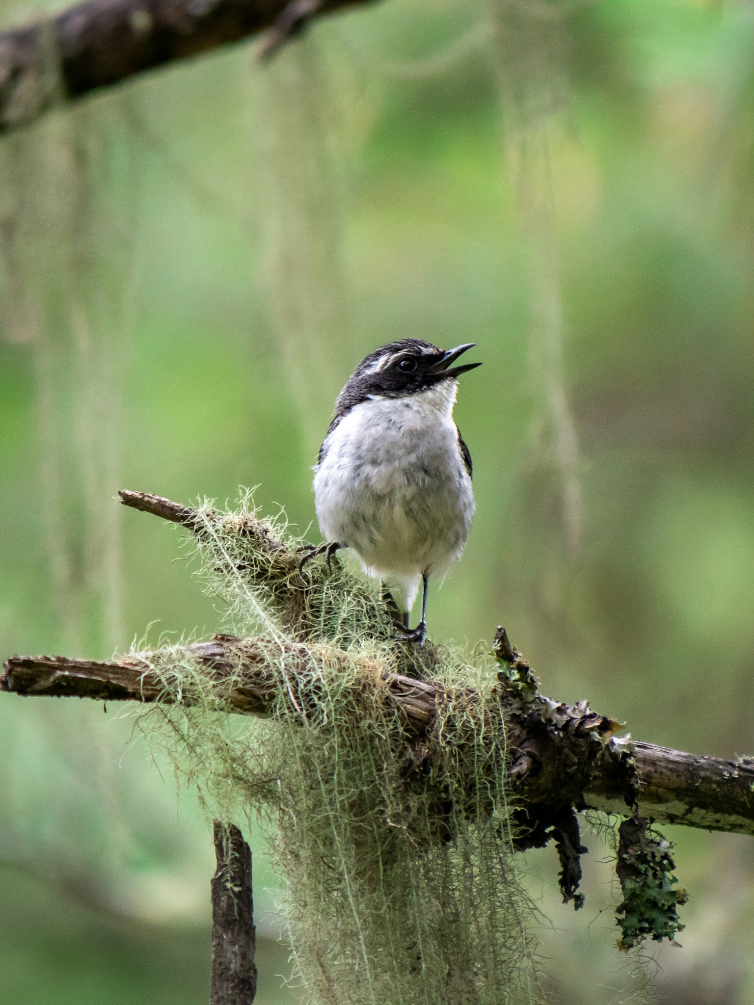 A small bird perched on a moss-covered branch