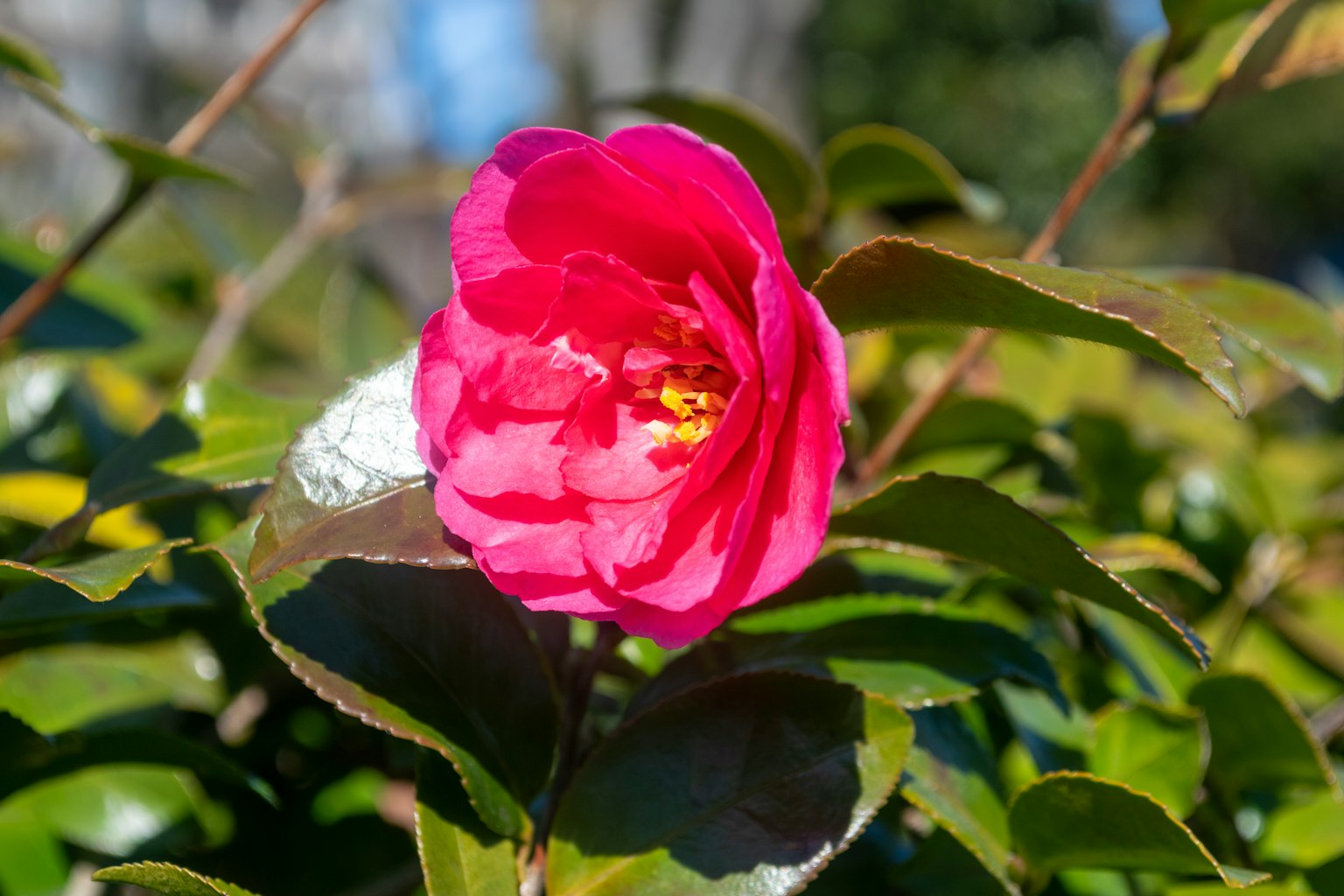 A vibrant pink camellia flower blooming among green leaves