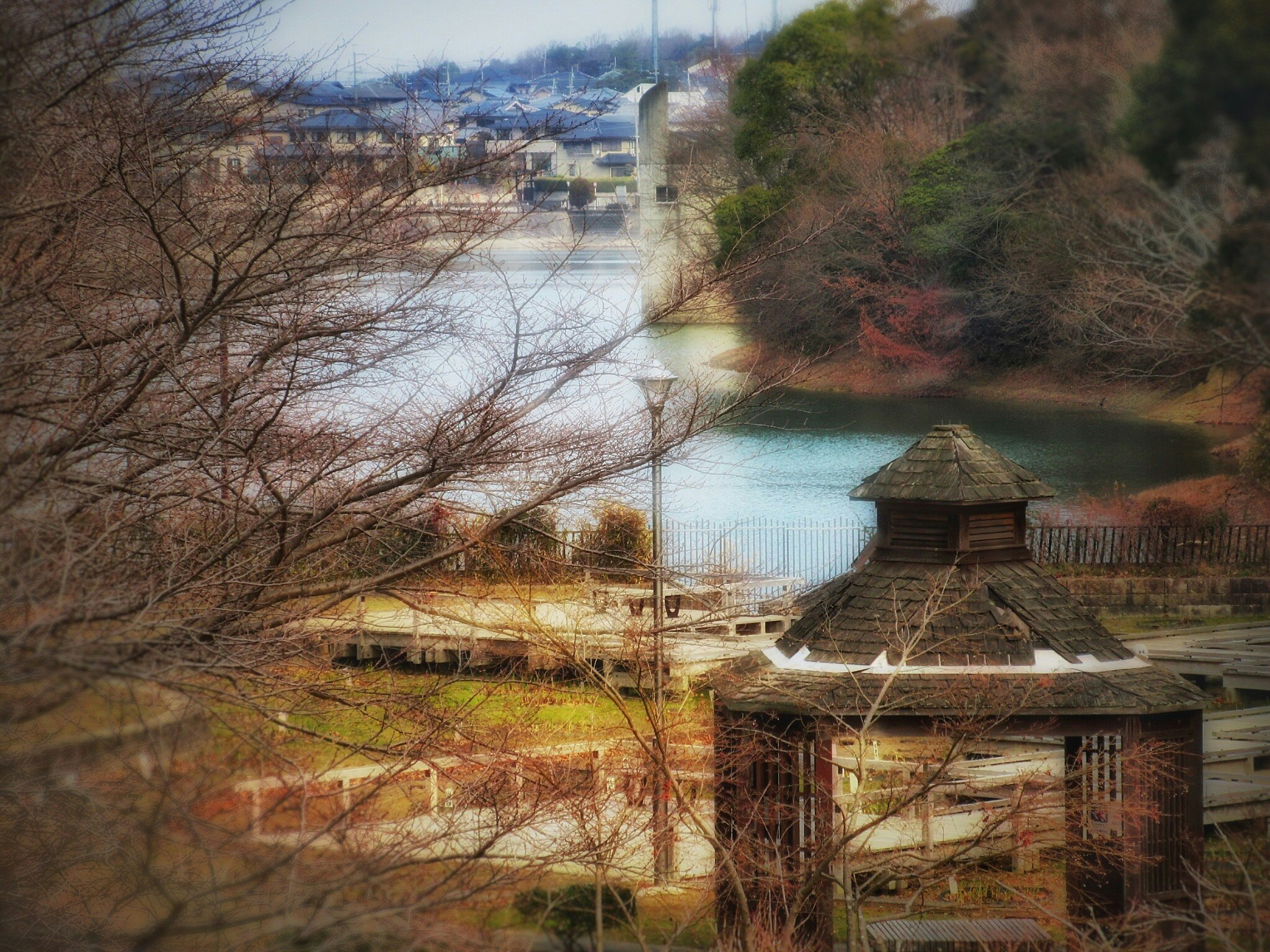 池のある公園の冬景色と樹々の眺め