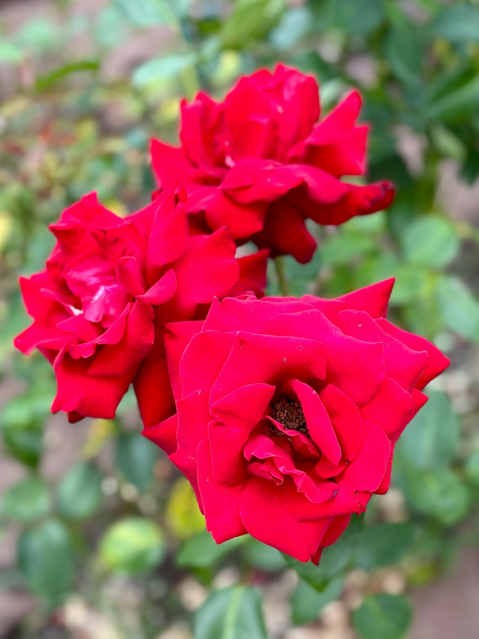 Ein Strauß lebendiger roter Rosen umgeben von grünen Blättern