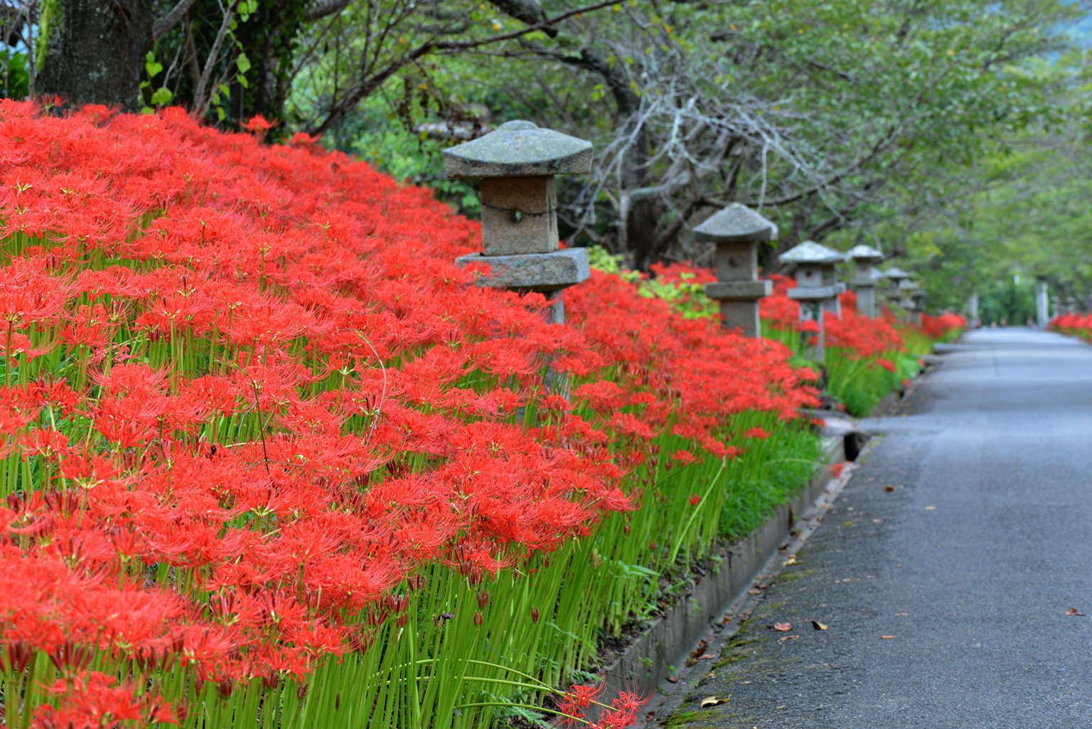 兩旁種滿紅色彼岸花和石燈的道路