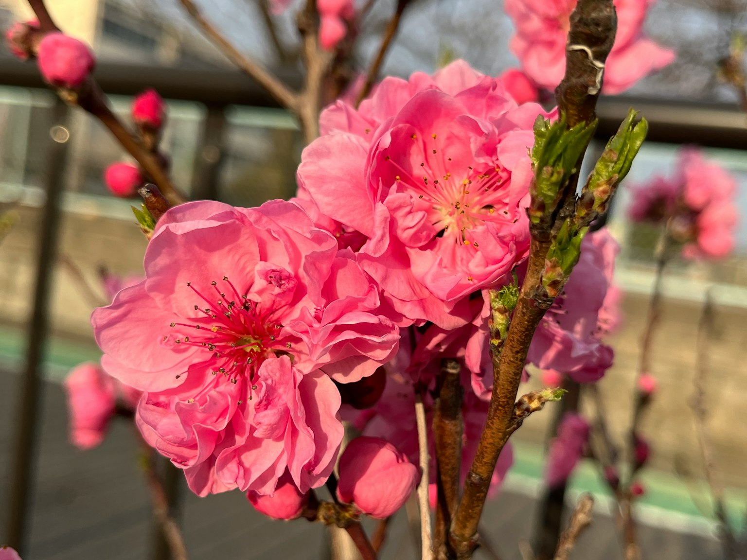 Primo piano di fiori di ciliegio su un ramo con petali rosa e foglie verdi