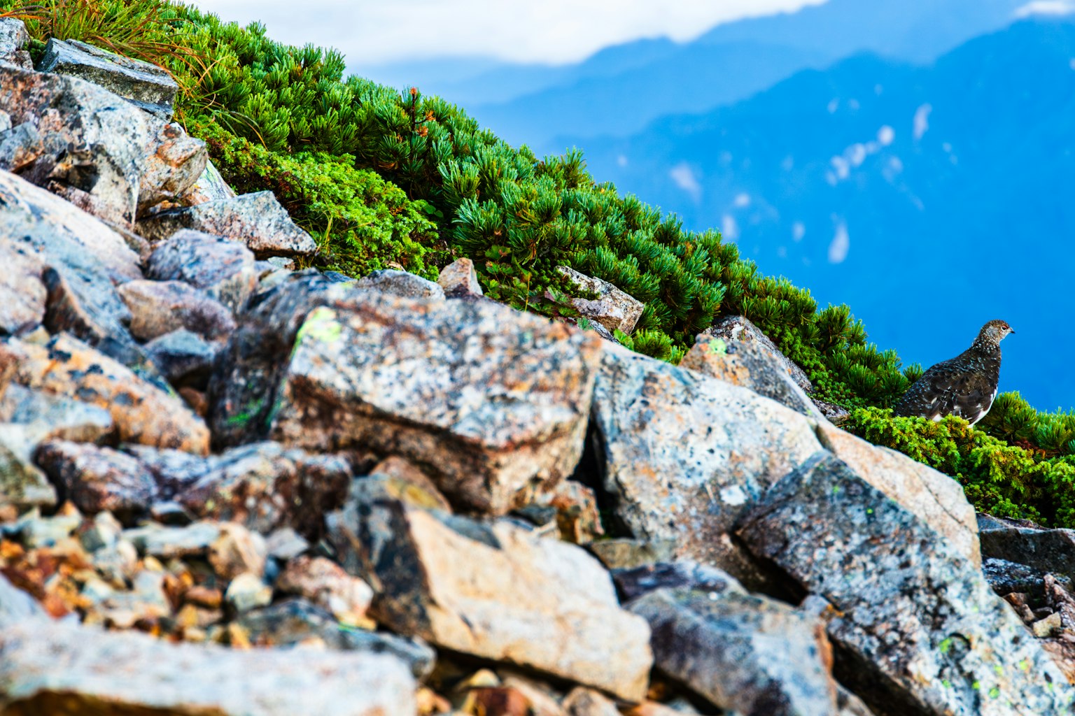 Paisaje con rocas de montaña y vegetación verde