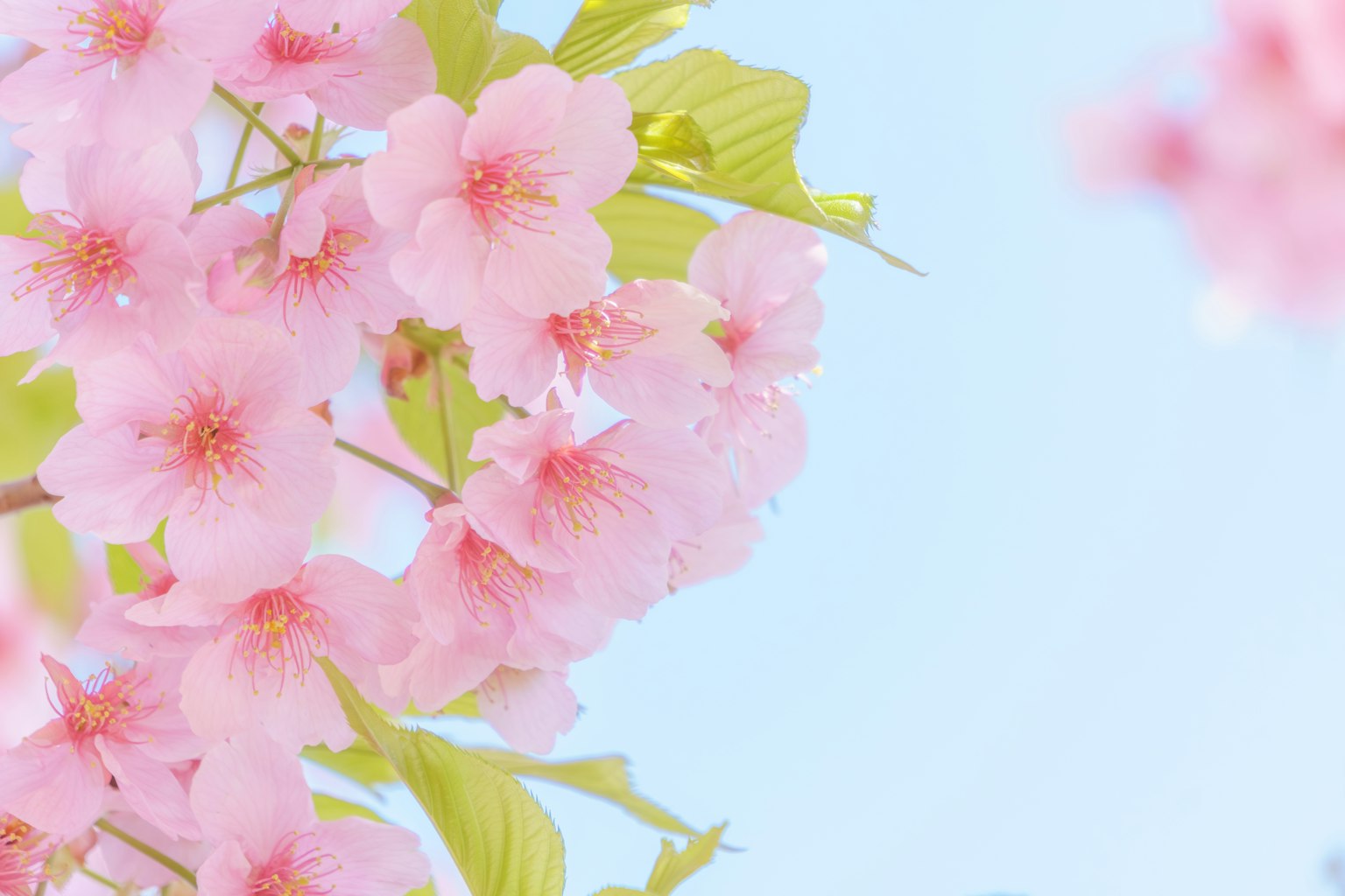 Fleurs de cerisier roses sous un ciel bleu clair