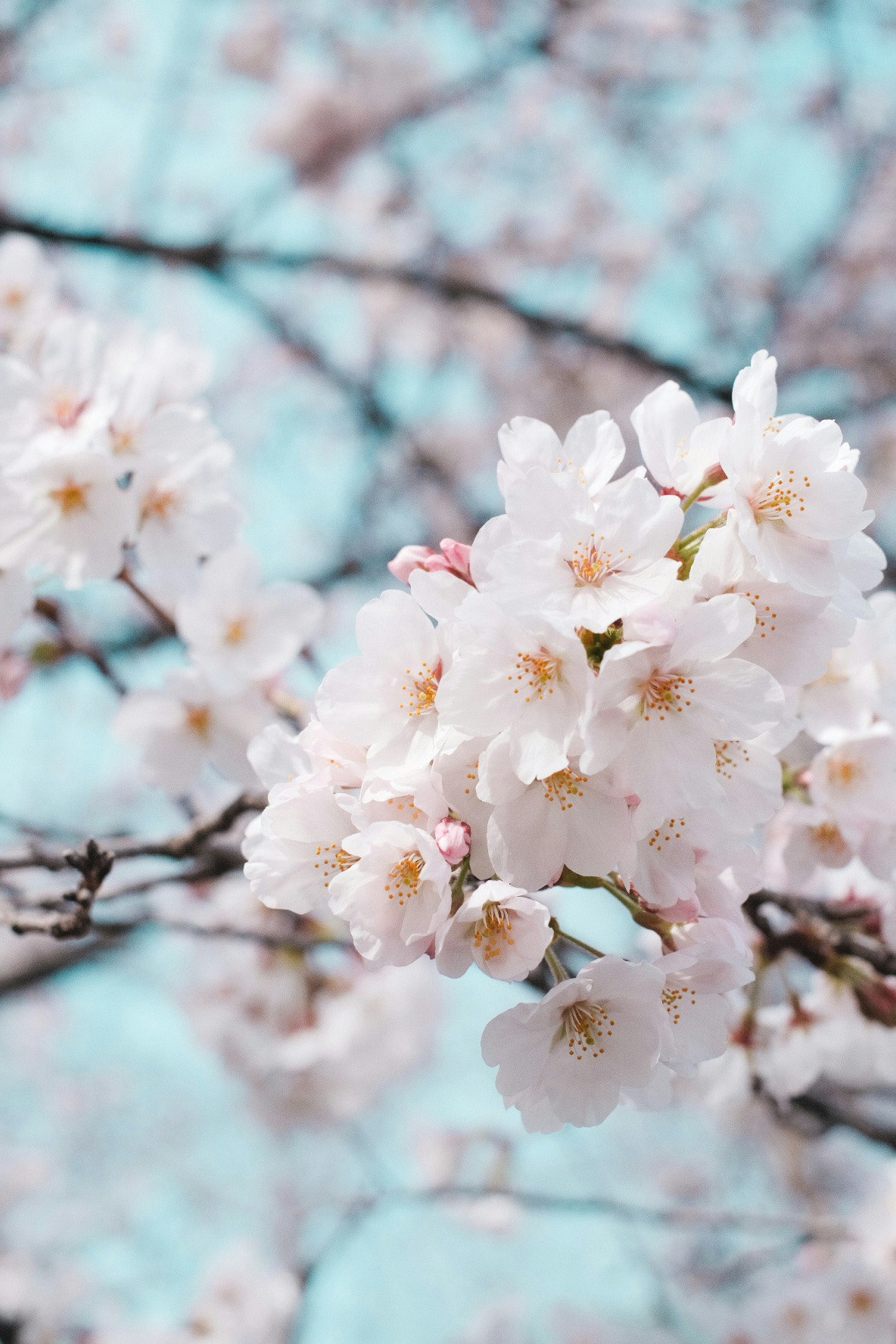 Close-up of cherry blossoms on a branch