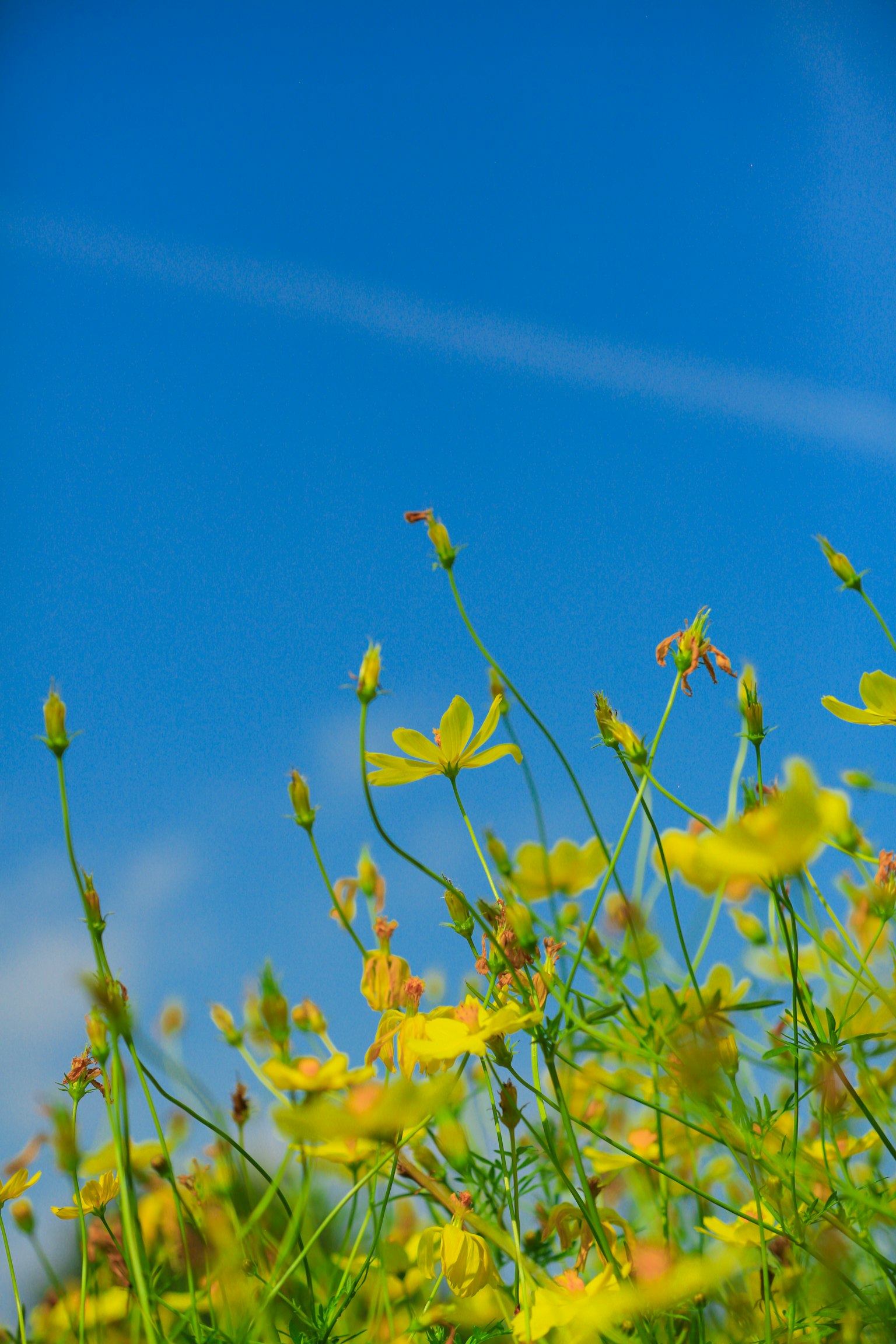 Grupo de flores amarillas bajo un cielo azul