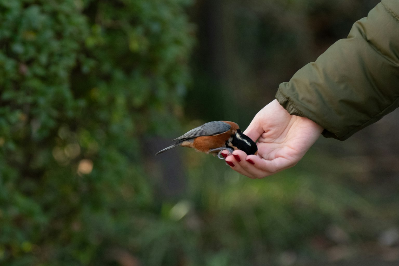 Un piccolo uccello appollaiato su una mano aperta con sfondo verde