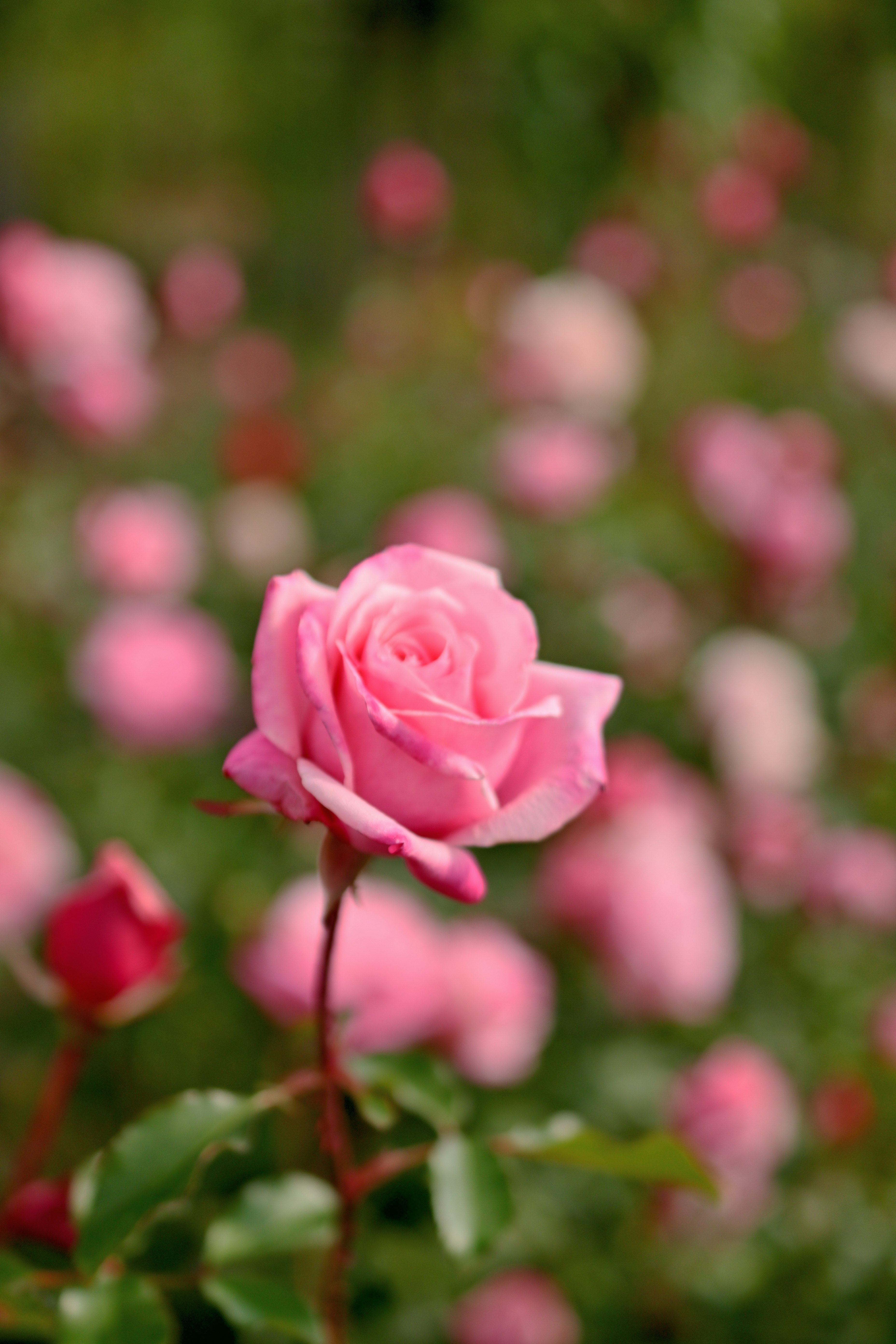 pink rose flower with blurred rose garden background