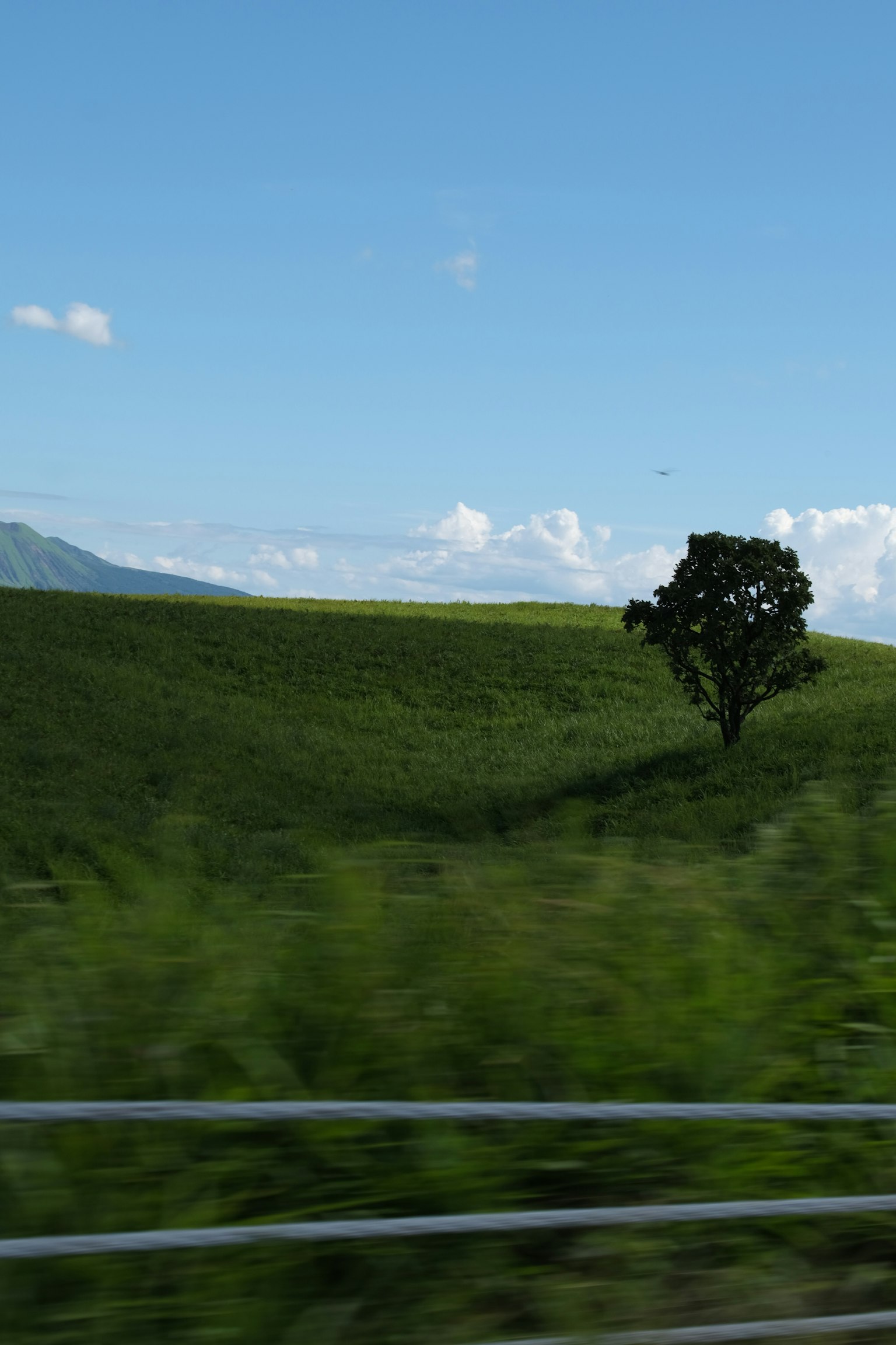 Un arbre solitaire sur une colline verte sous un ciel bleu