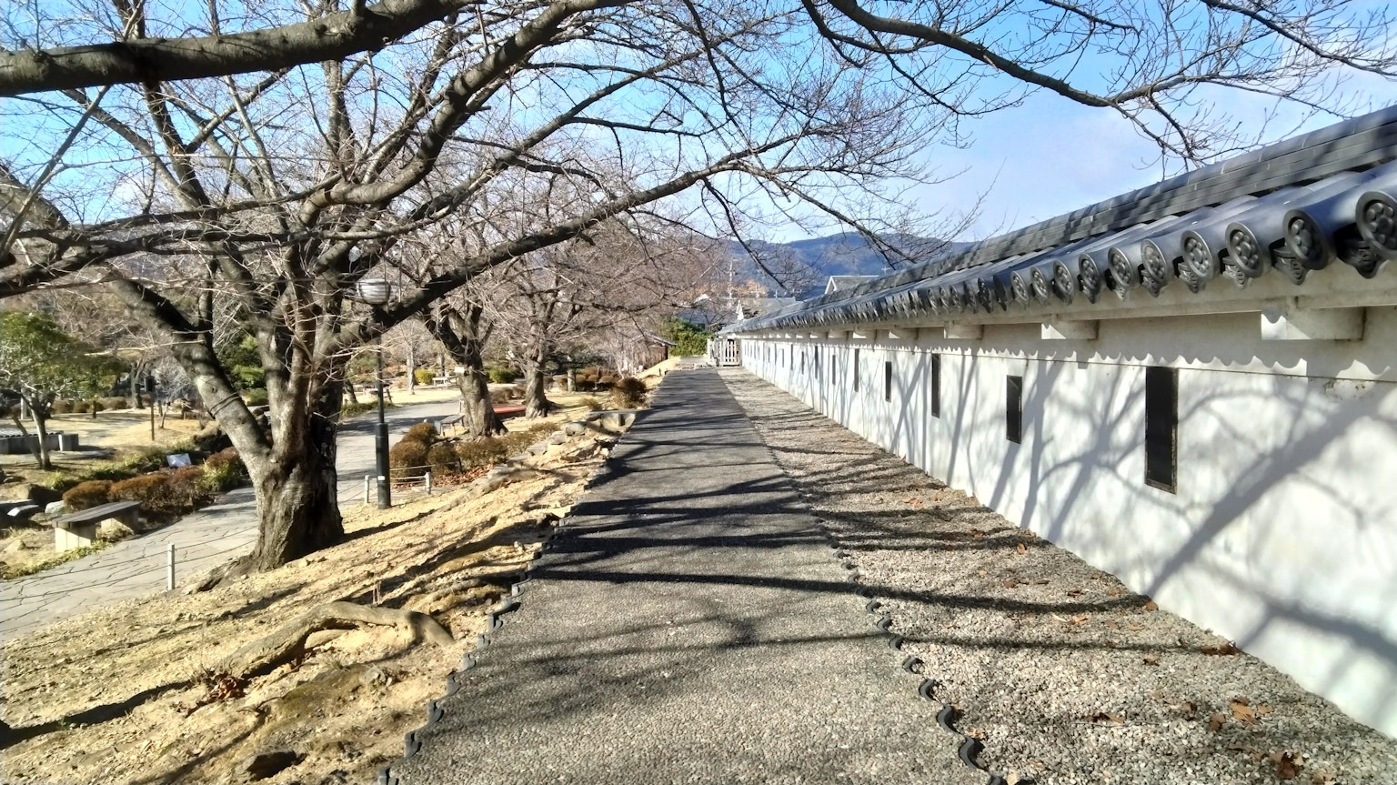 Chemin bordé de cerisiers et bâtiment à mur blanc