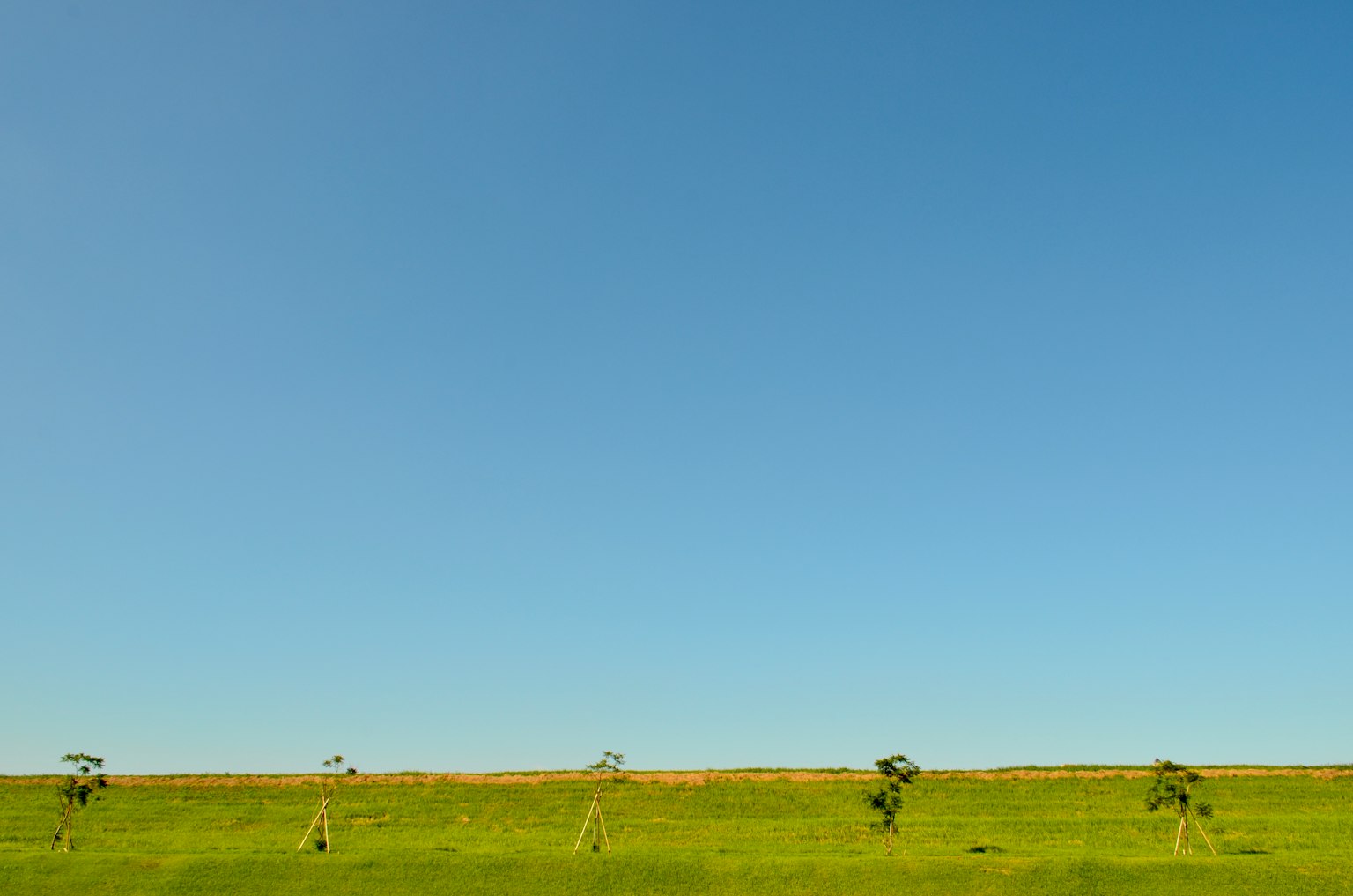 Grünes Feld unter einem klaren blauen Himmel mit verstreuten Bäumen