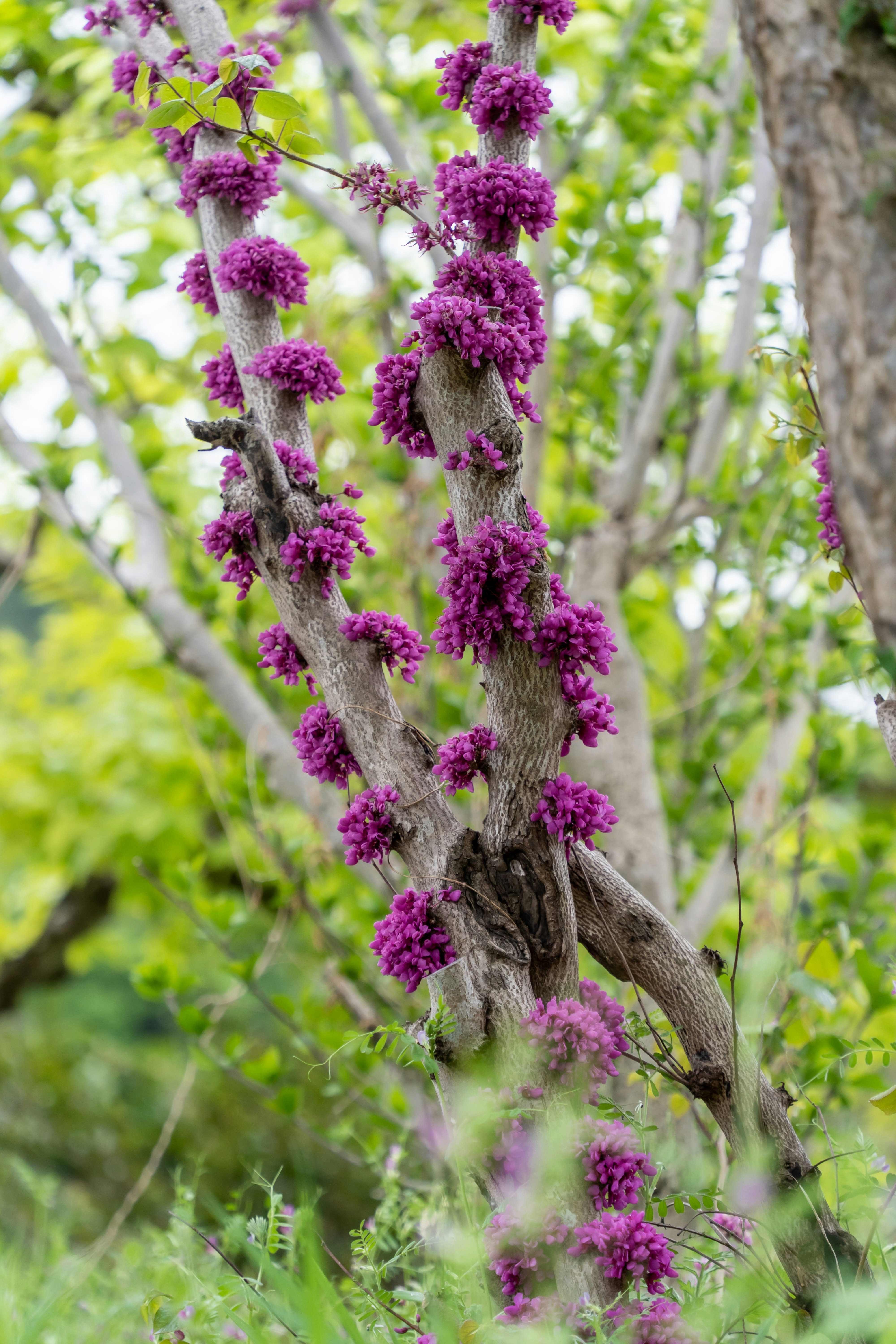 紫の花房が枝に咲く自然のクローズアップ