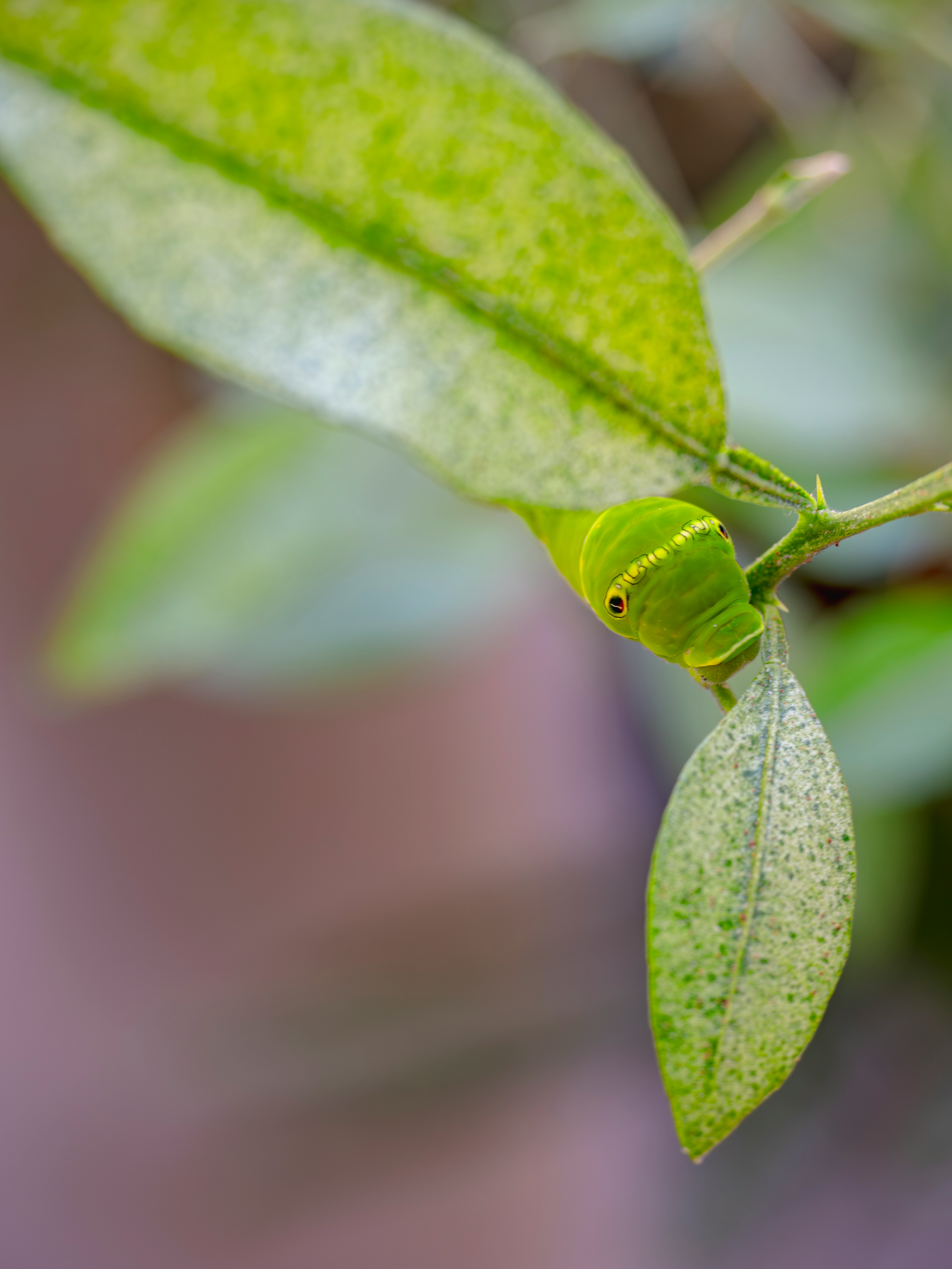 une chenille sur une feuille de plante au balcon