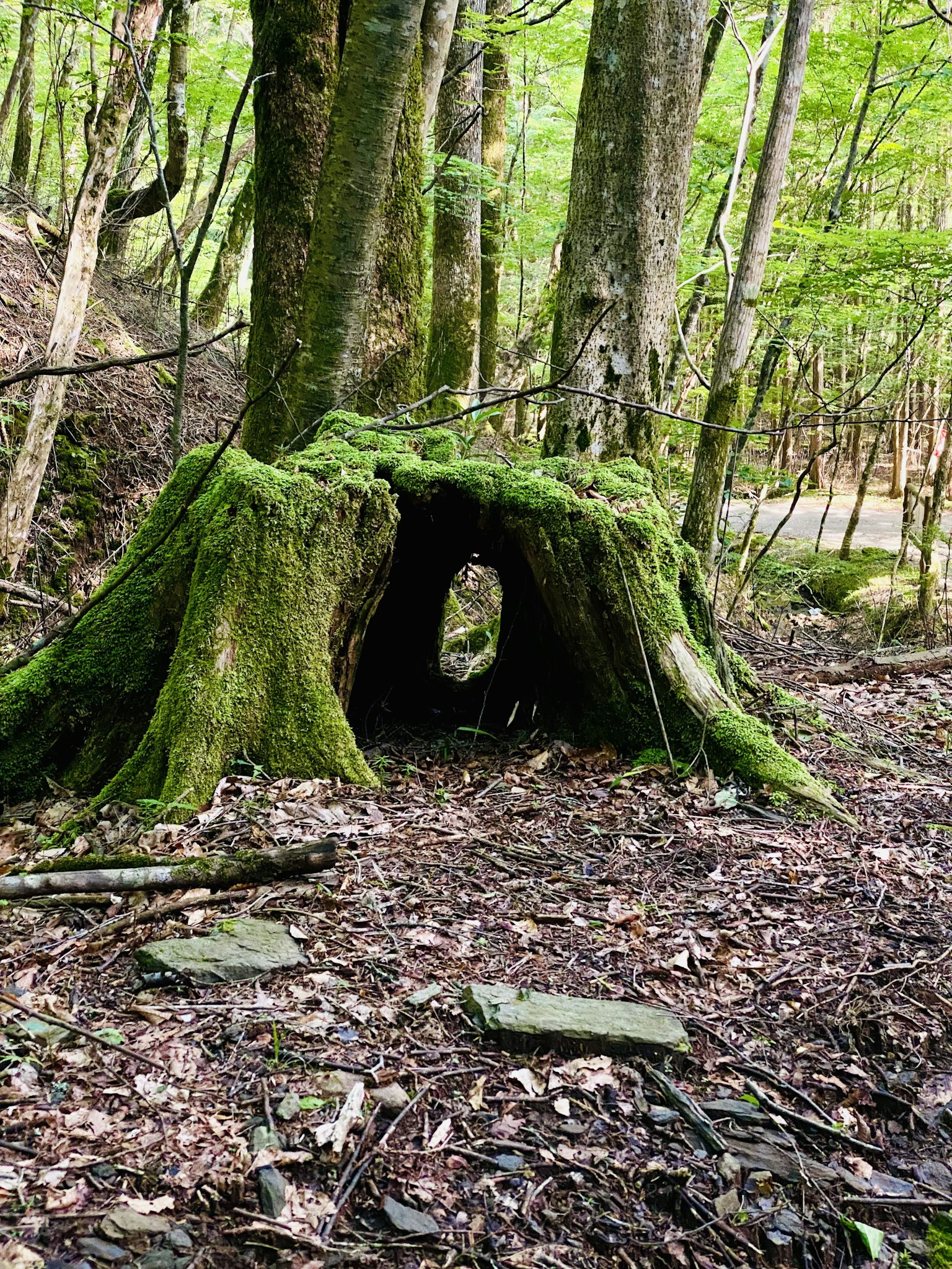 Escena de un tocón cubierto de musgo verde con una abertura hueca