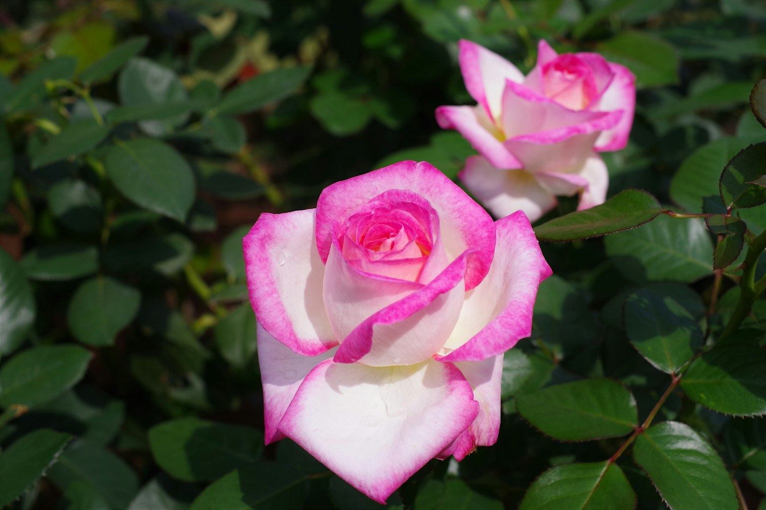 Schöne rosa und weiße Rosen blühen zwischen grünen Blättern