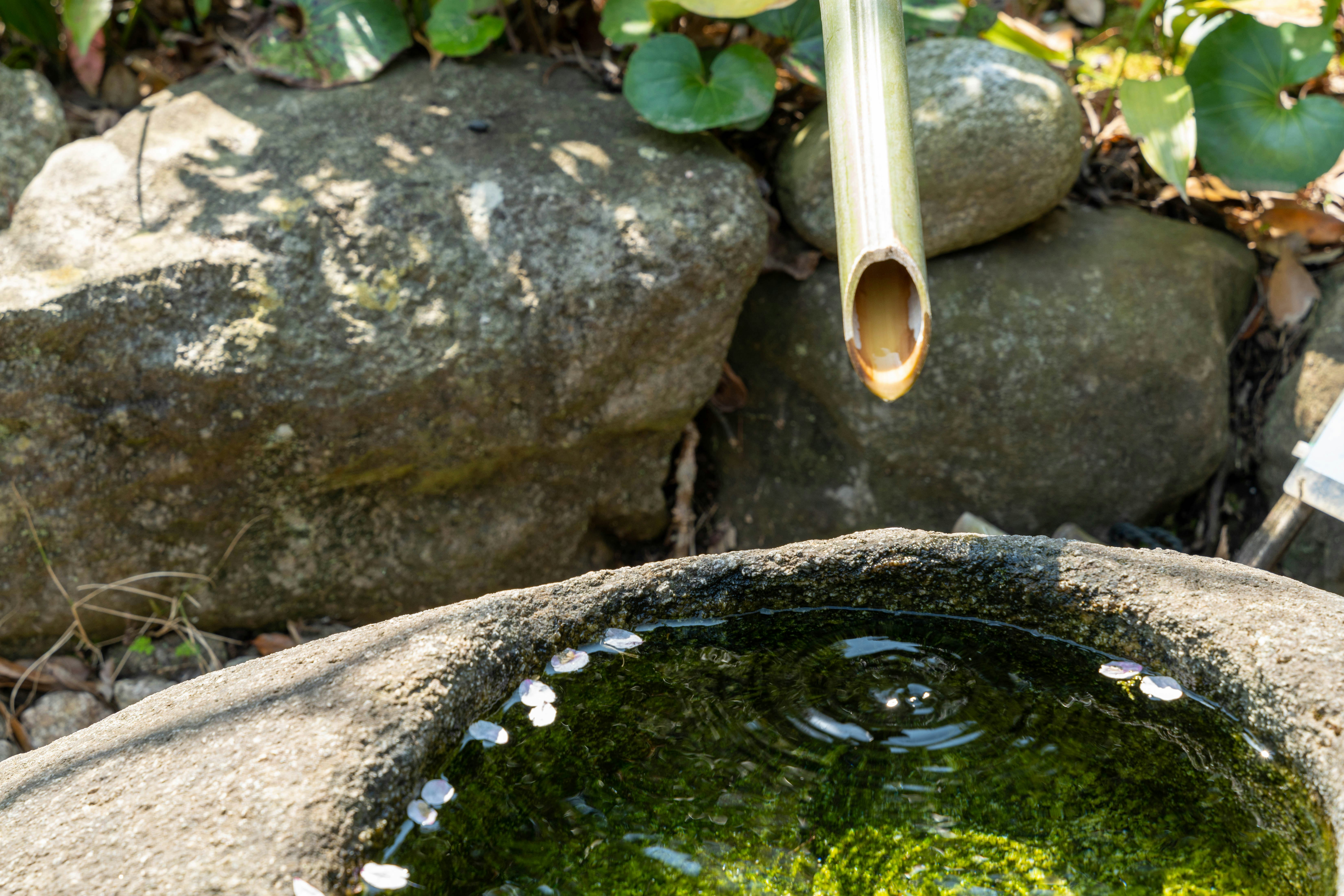 moosiger Stein-Wasserbassin mit Bambusauslauf im Garten
