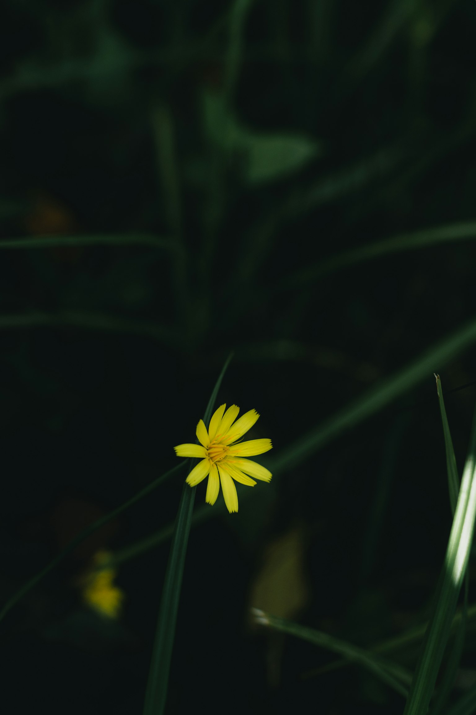 Eine gelbe Blume blüht zwischen dunklem grünem Gras