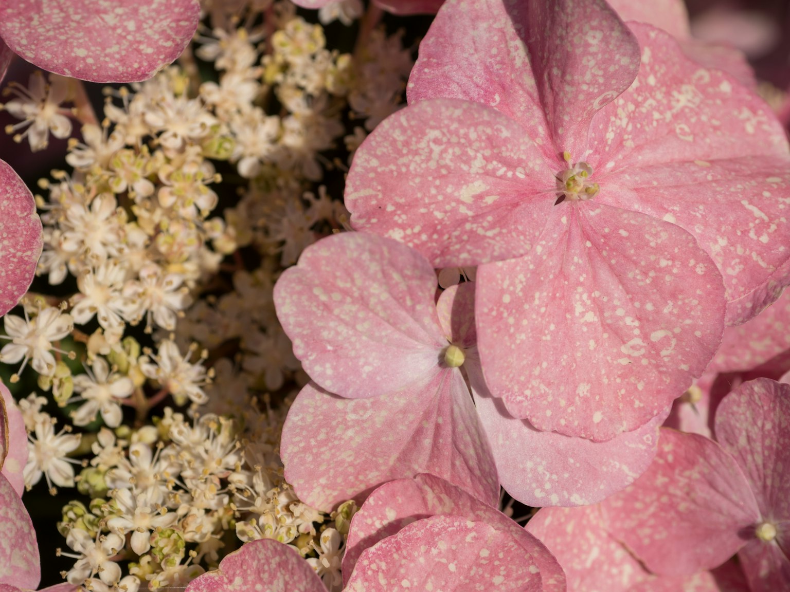 Nahaufnahme von blassen rosa Hortensienblüten und kleinen weißen Blüten
