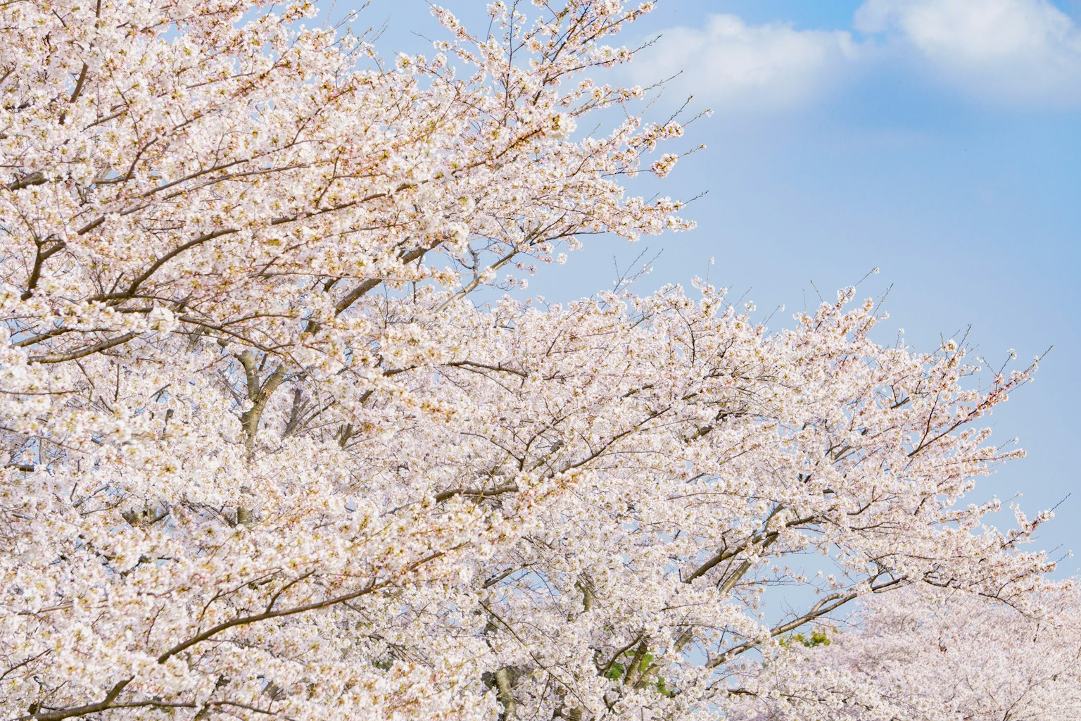 Alberi di ciliegio in fiore sotto un cielo blu