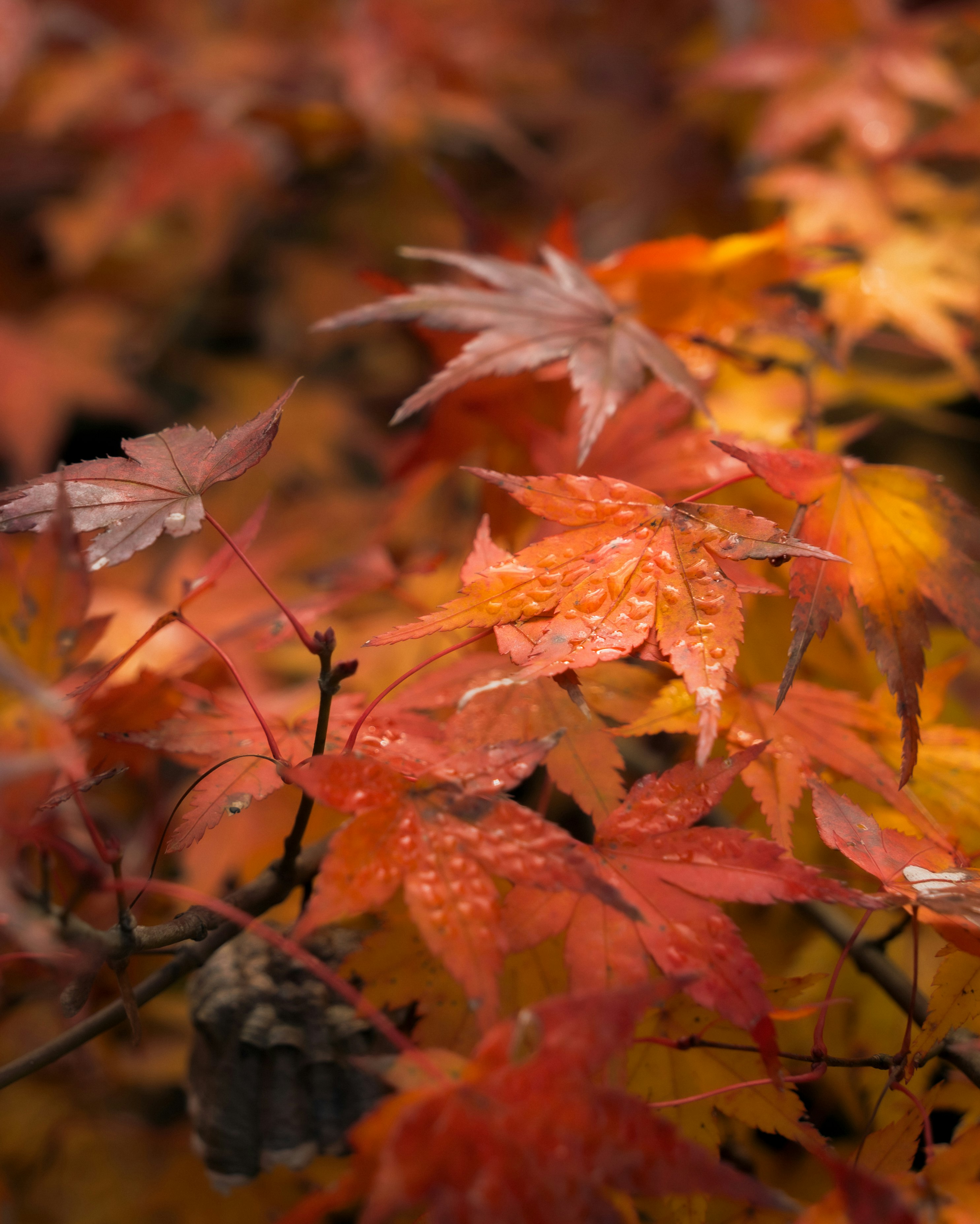 雨上がりの秋の紅葉の葉