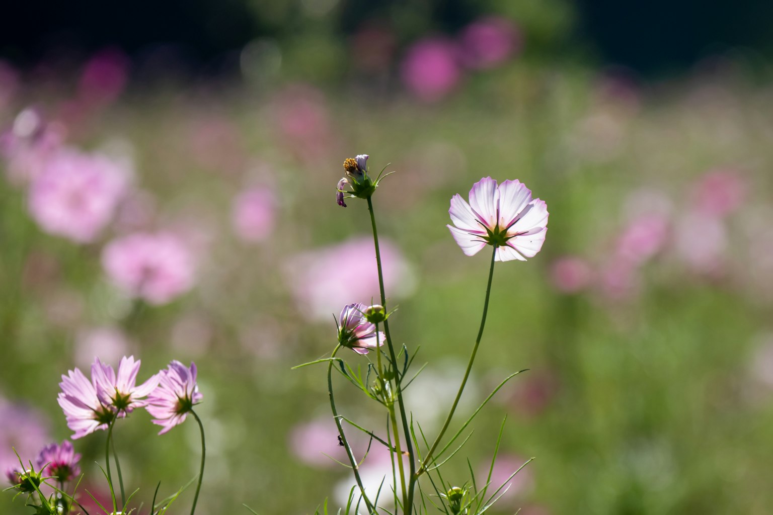 Ein Feld mit schönen rosa Blumen und einer auffälligen weißen Blume im Vordergrund