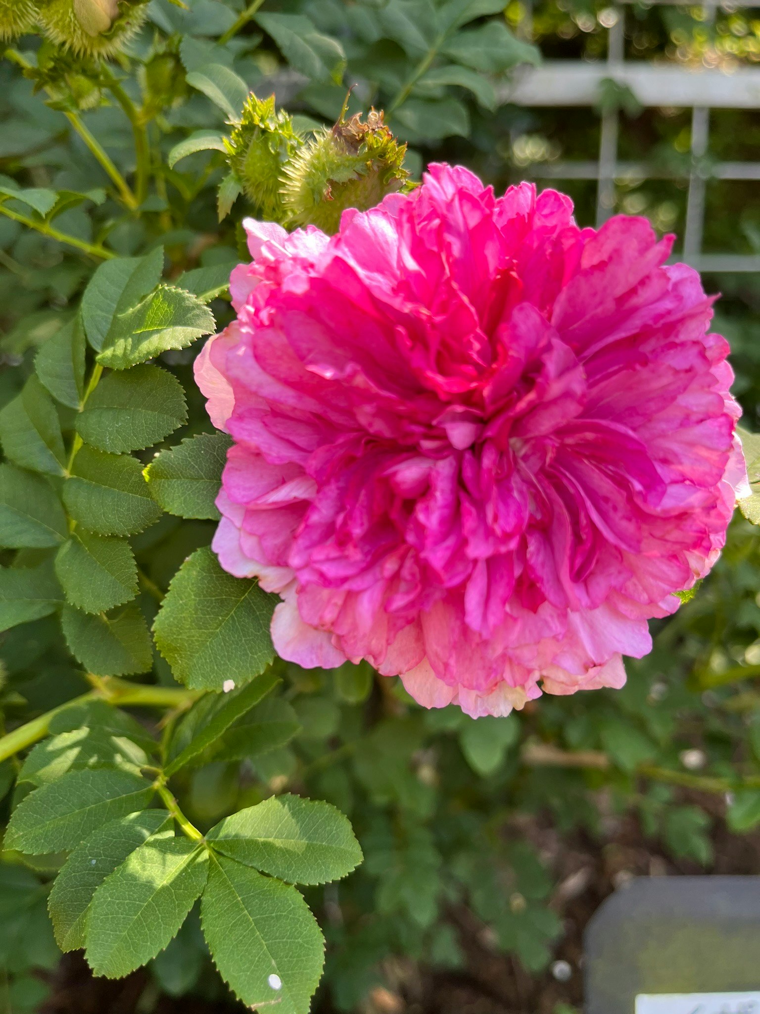 ピンクのバラの花が咲く庭のクローズアップ