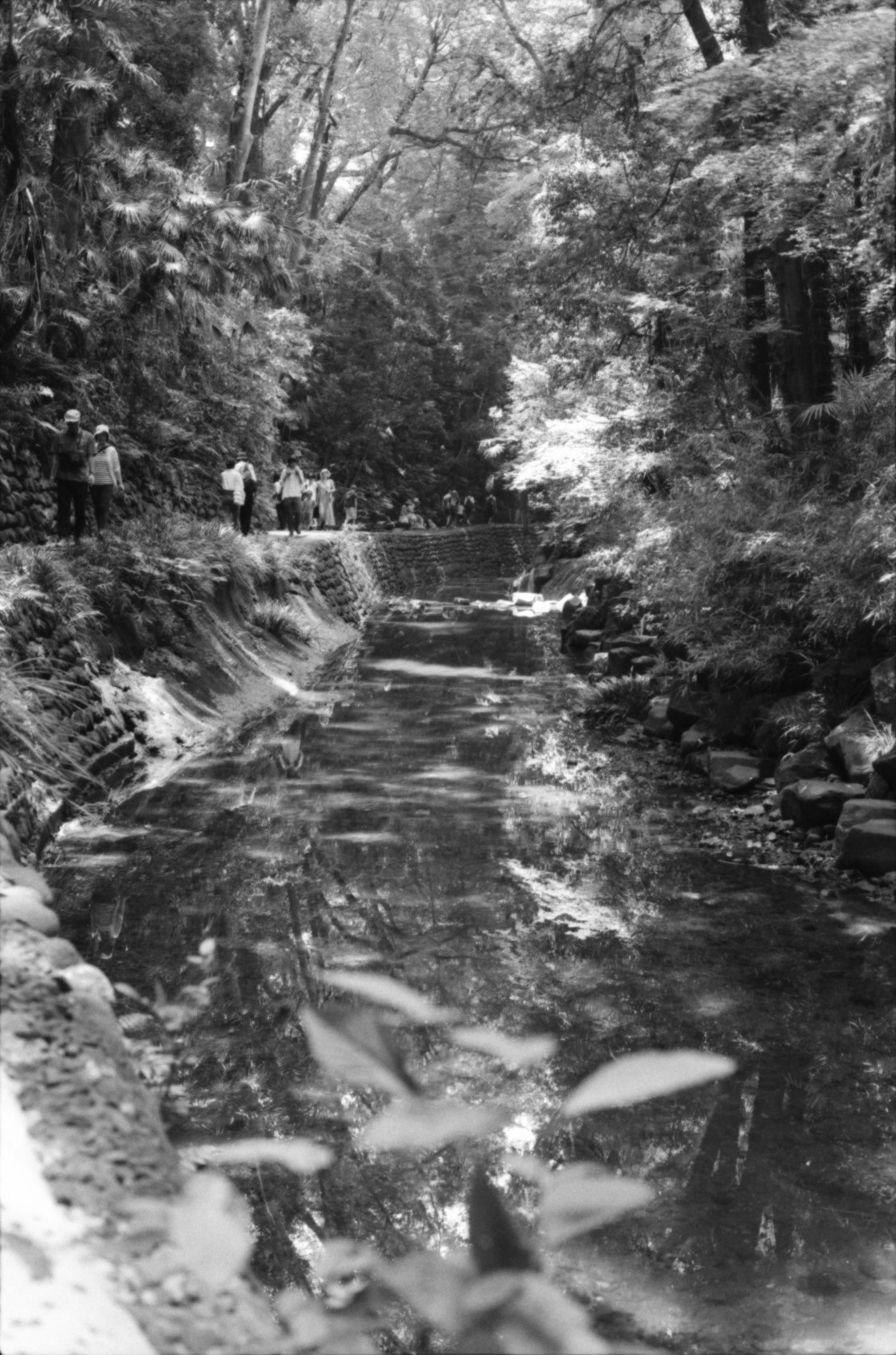 aliran sungai kecil di hutan dengan air mengalir dan batu di jurang