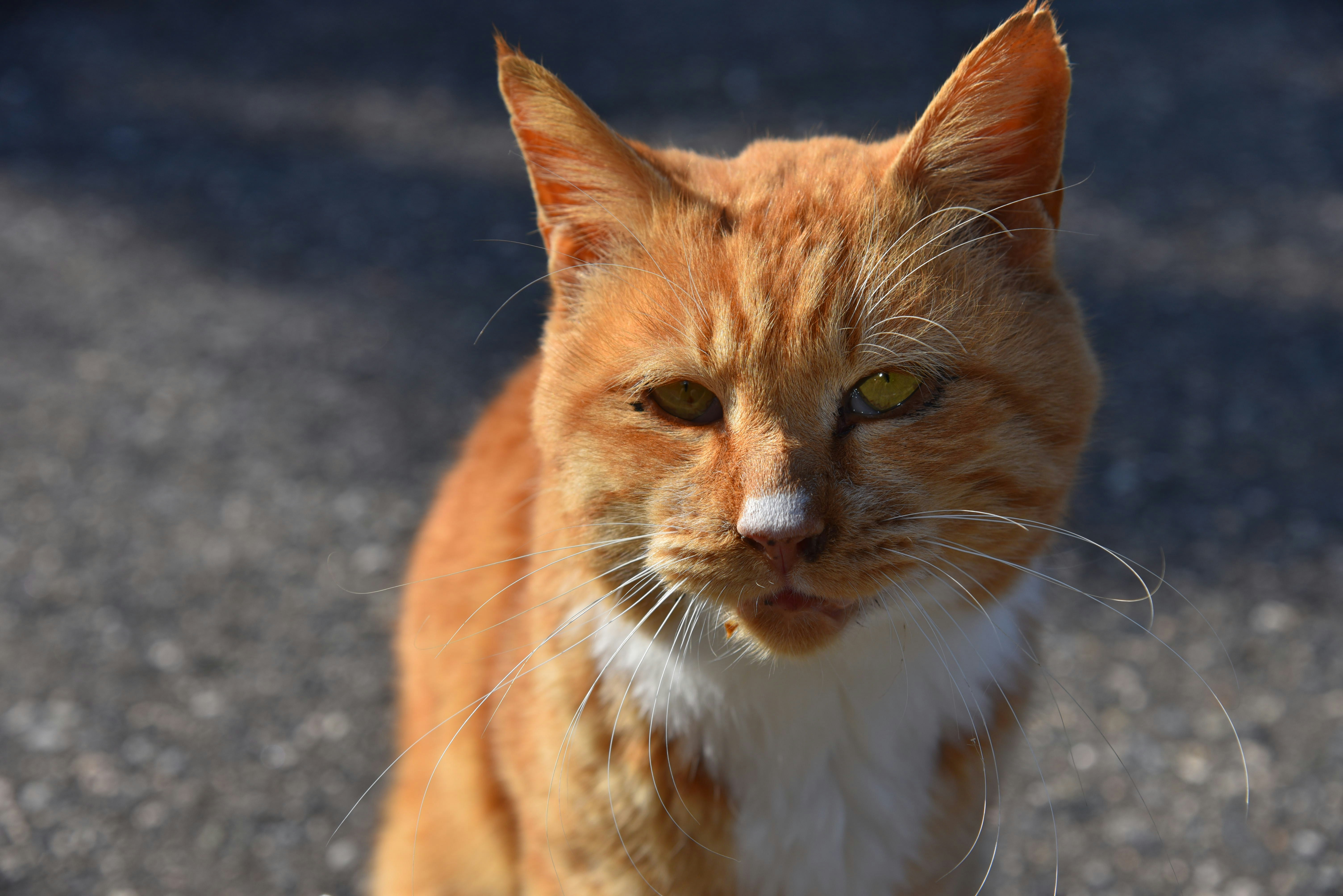 gros plan d’un chat orange dehors