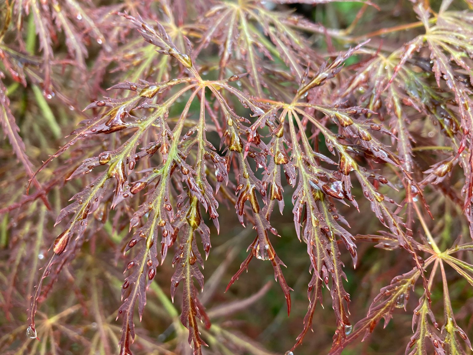 Japanese maple leaves with droplets in shades of red and purple