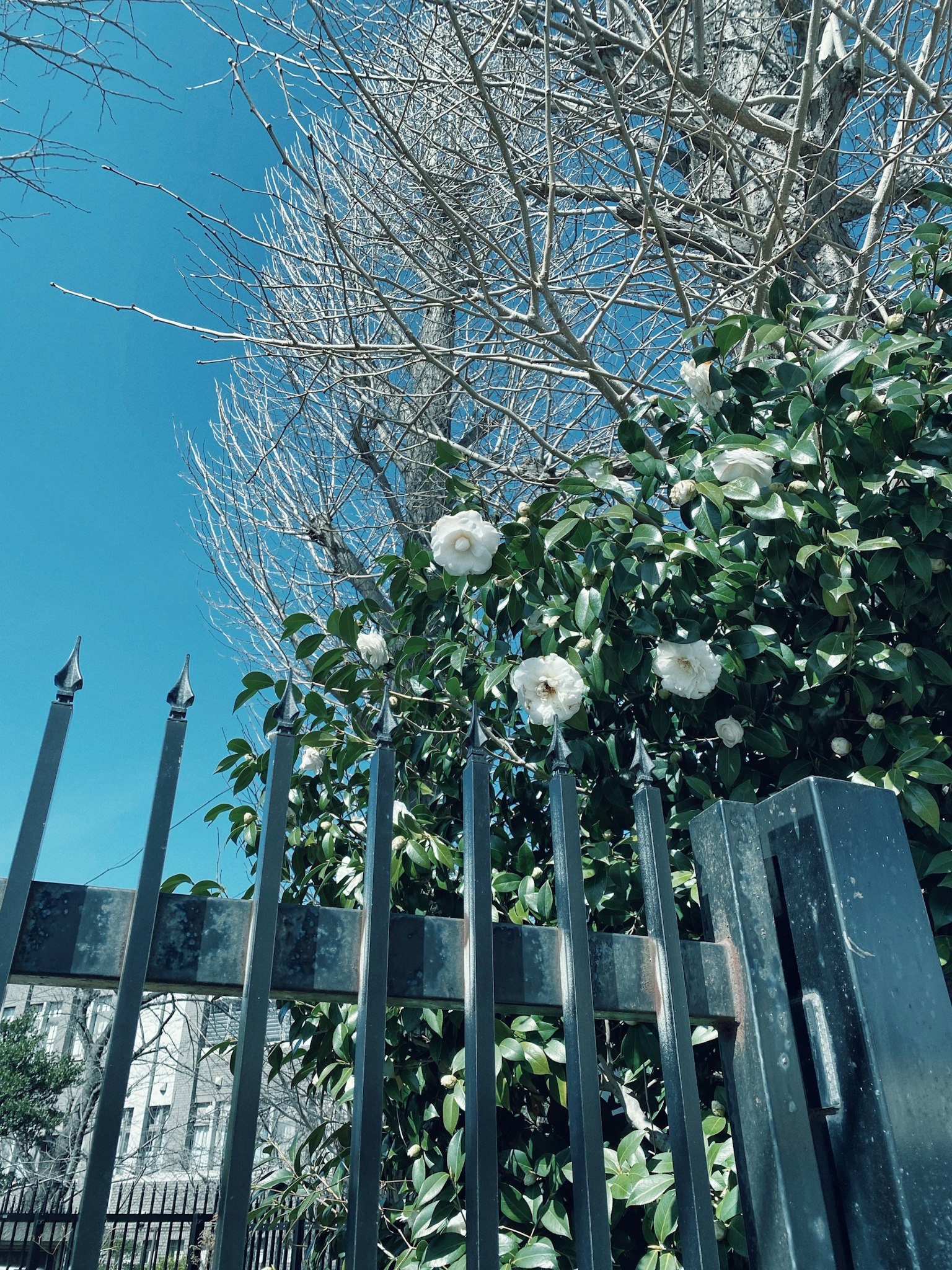 Schwarzer Metallzaun mit grünem Laub und weißen Blumen unter blauem Himmel