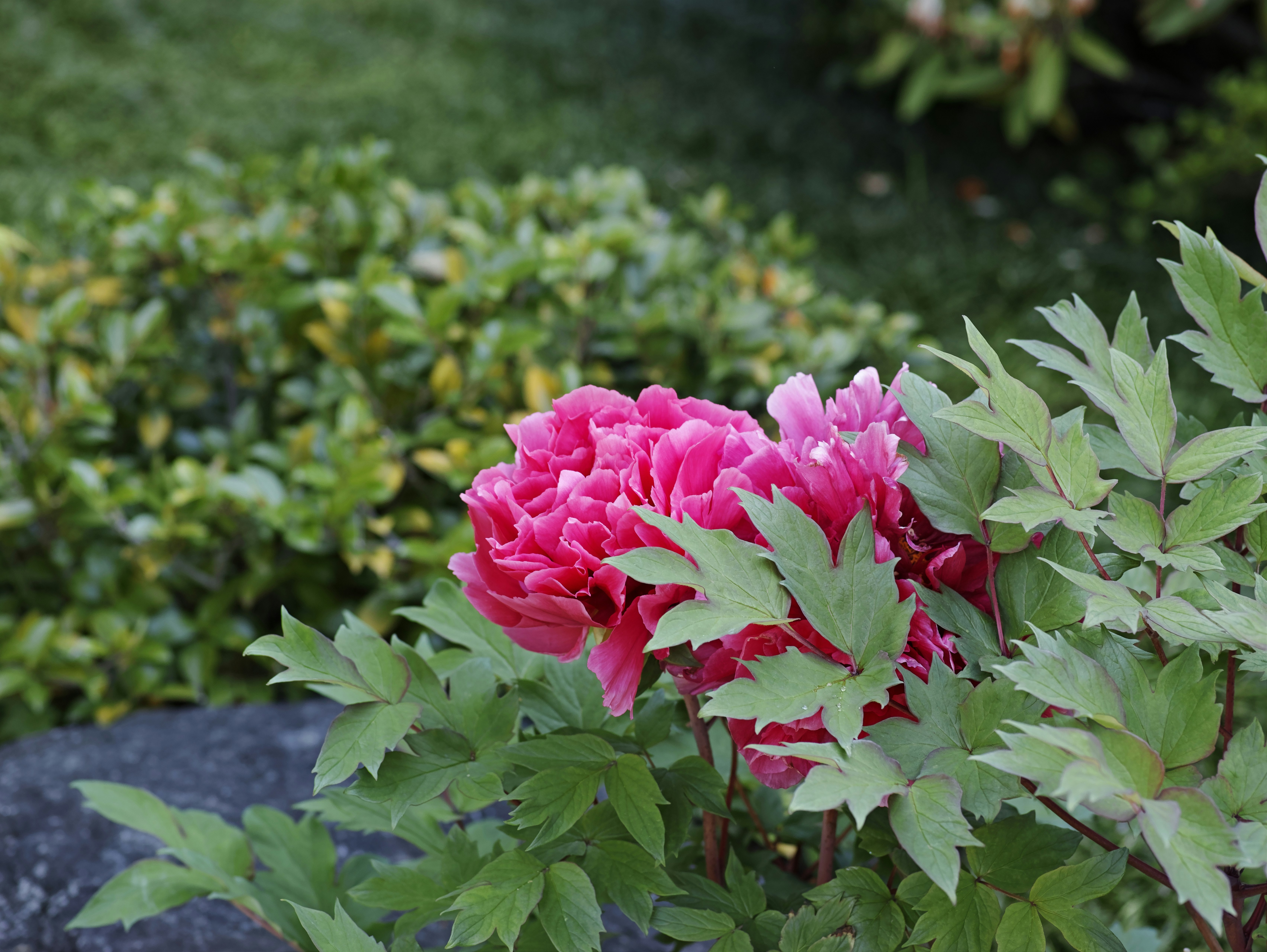 fiori di peonia rosa in fiore in un’aiuola da giardino