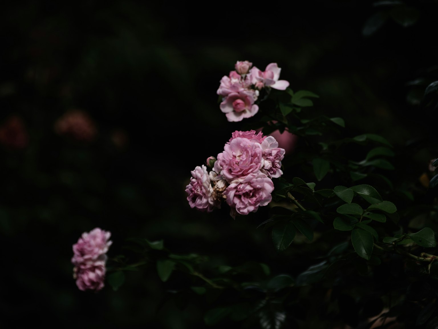 ภาพระยะใกล้ของดอกกุหลาบสีชมพูบนพื้นหลังมืด