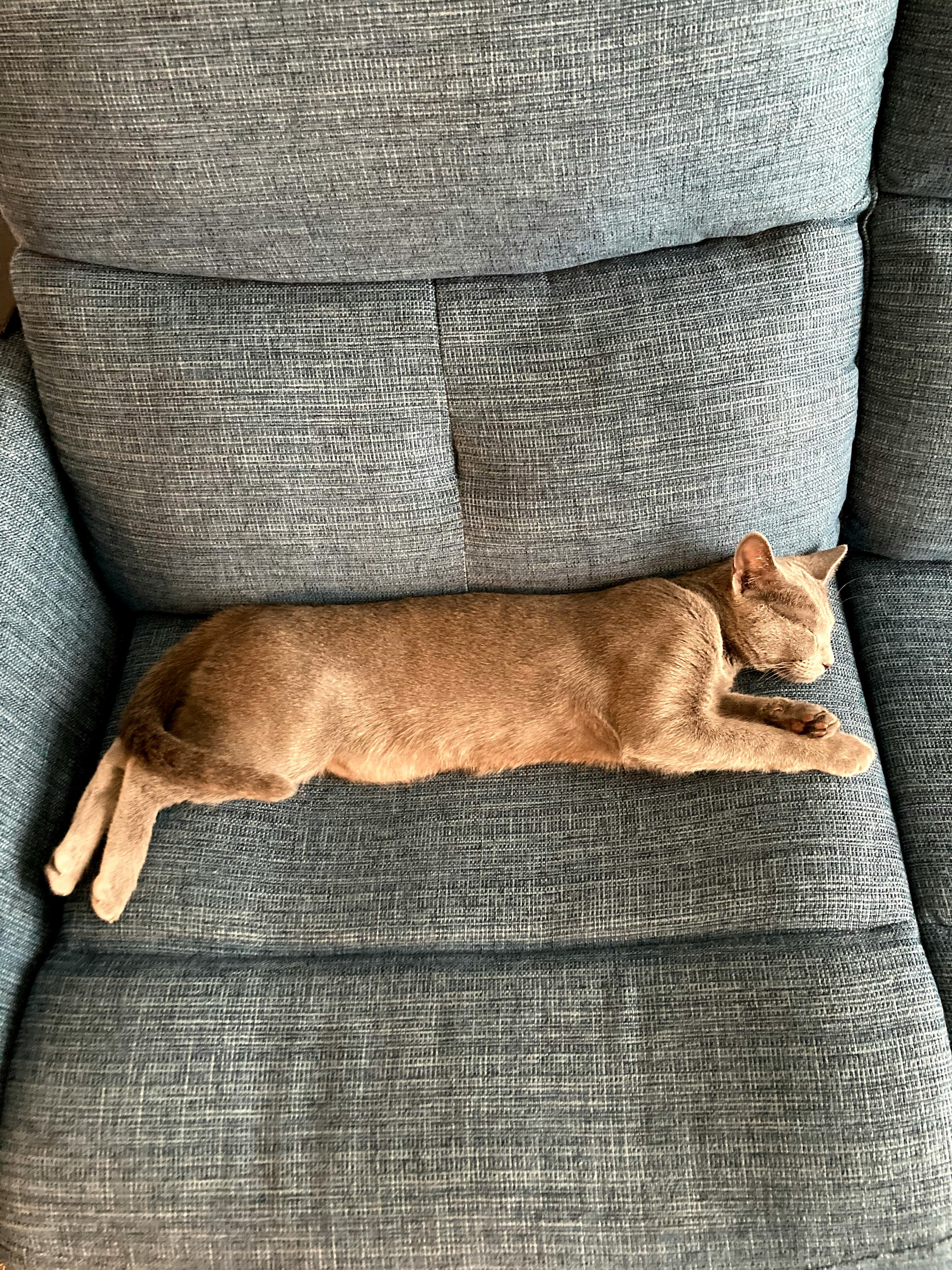 kucing cokelat beristirahat di sofa abu-abu
