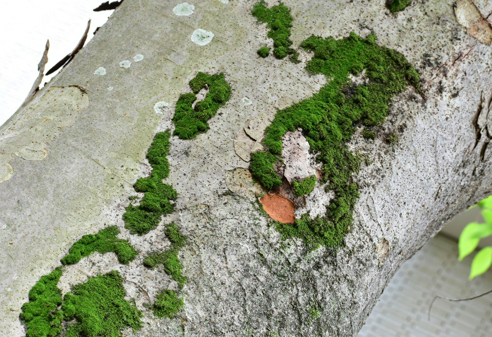 幹に生えた苔のアップ画像
