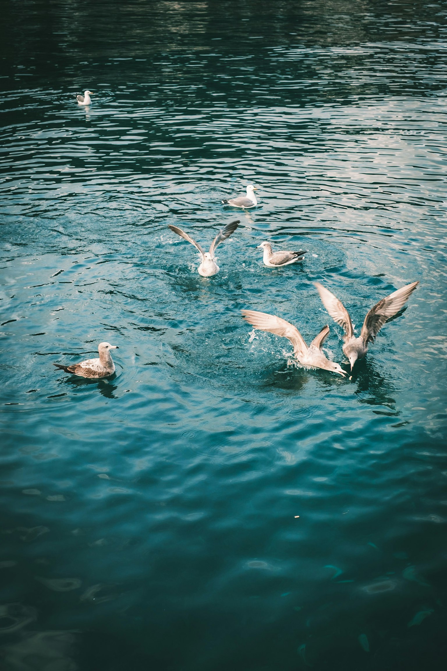Un gruppo di gabbiani che gioca sull'acqua con le ali spiegate nell'acqua blu