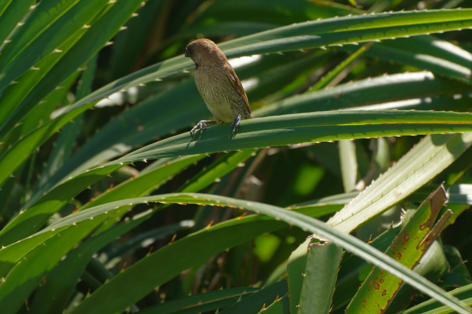 Burung kecil bertengger di atas daun hijau