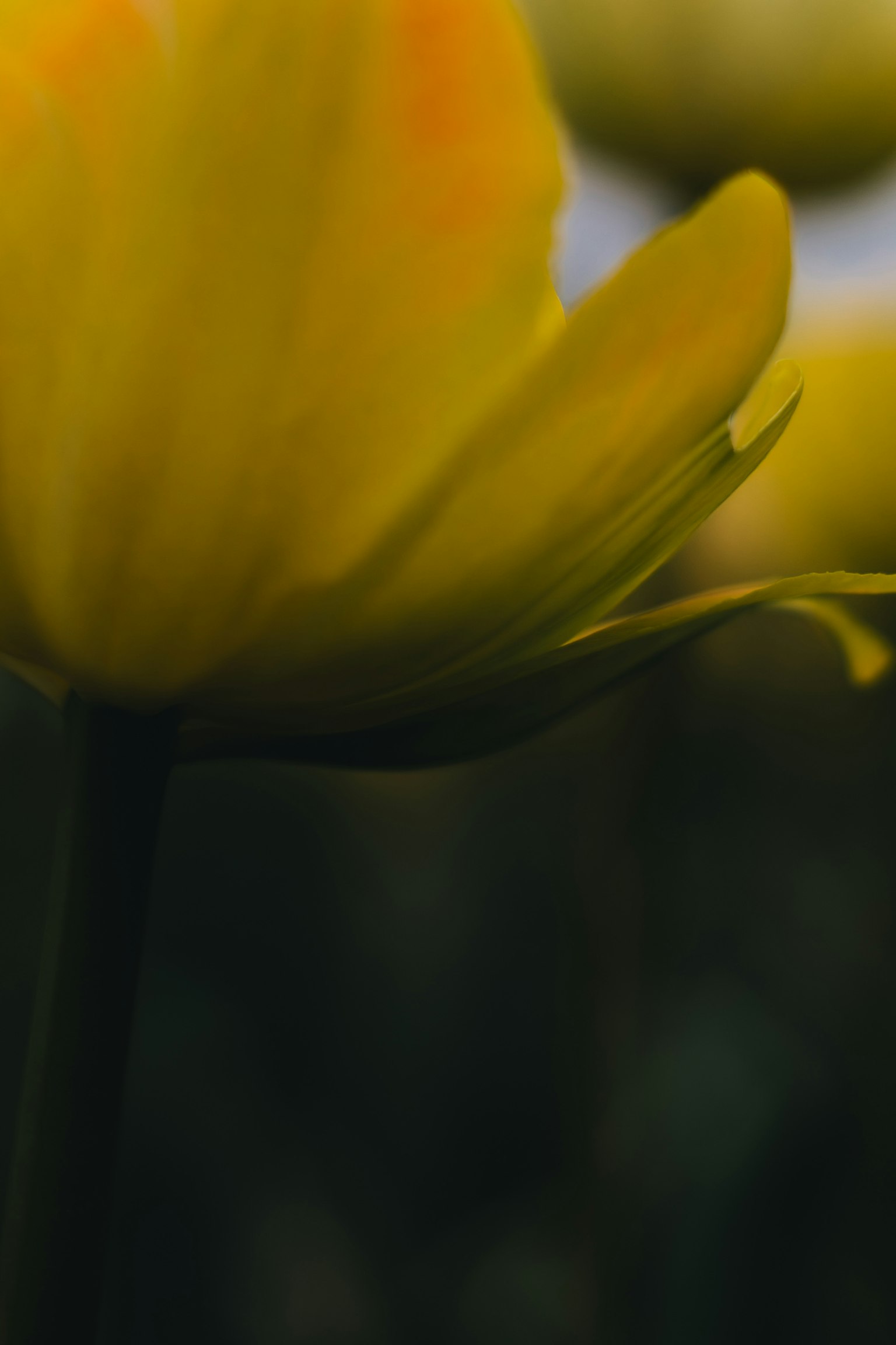 ภาพระยะใกล้ของดอกไม้สีเหลืองที่มีกลีบดอกนุ่มและก้านสีเขียว