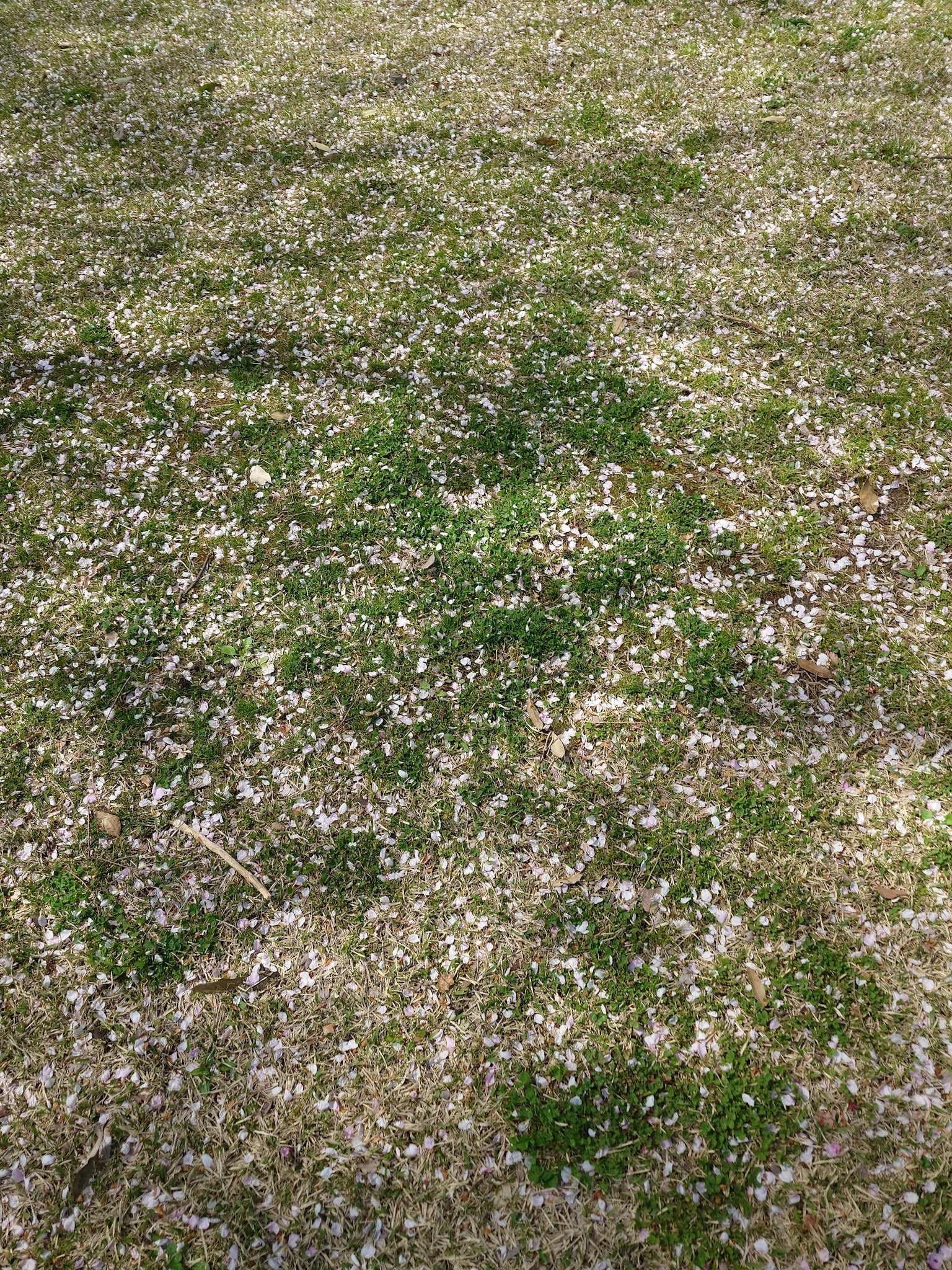 Terreno coperto di erba verde e piccoli fiori sparsi
