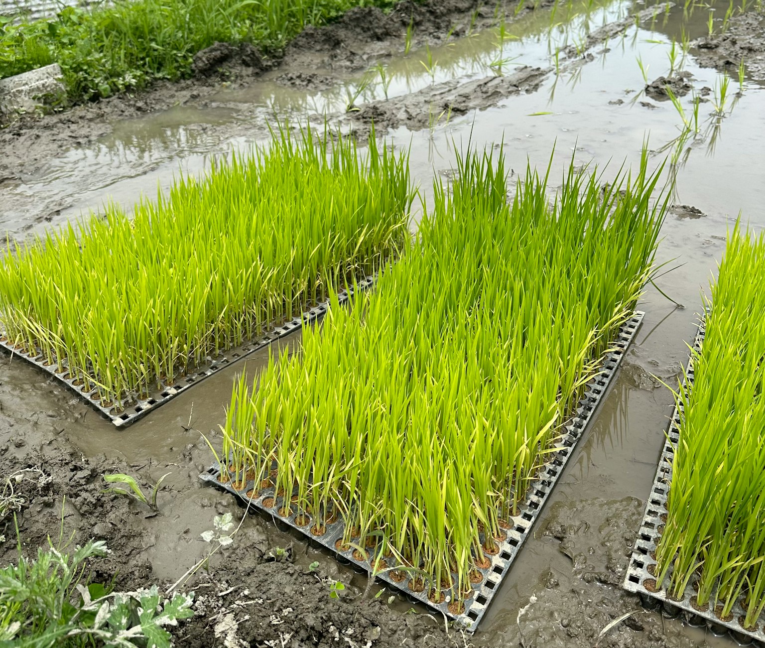 Benih padi hijau tumbuh di sawah